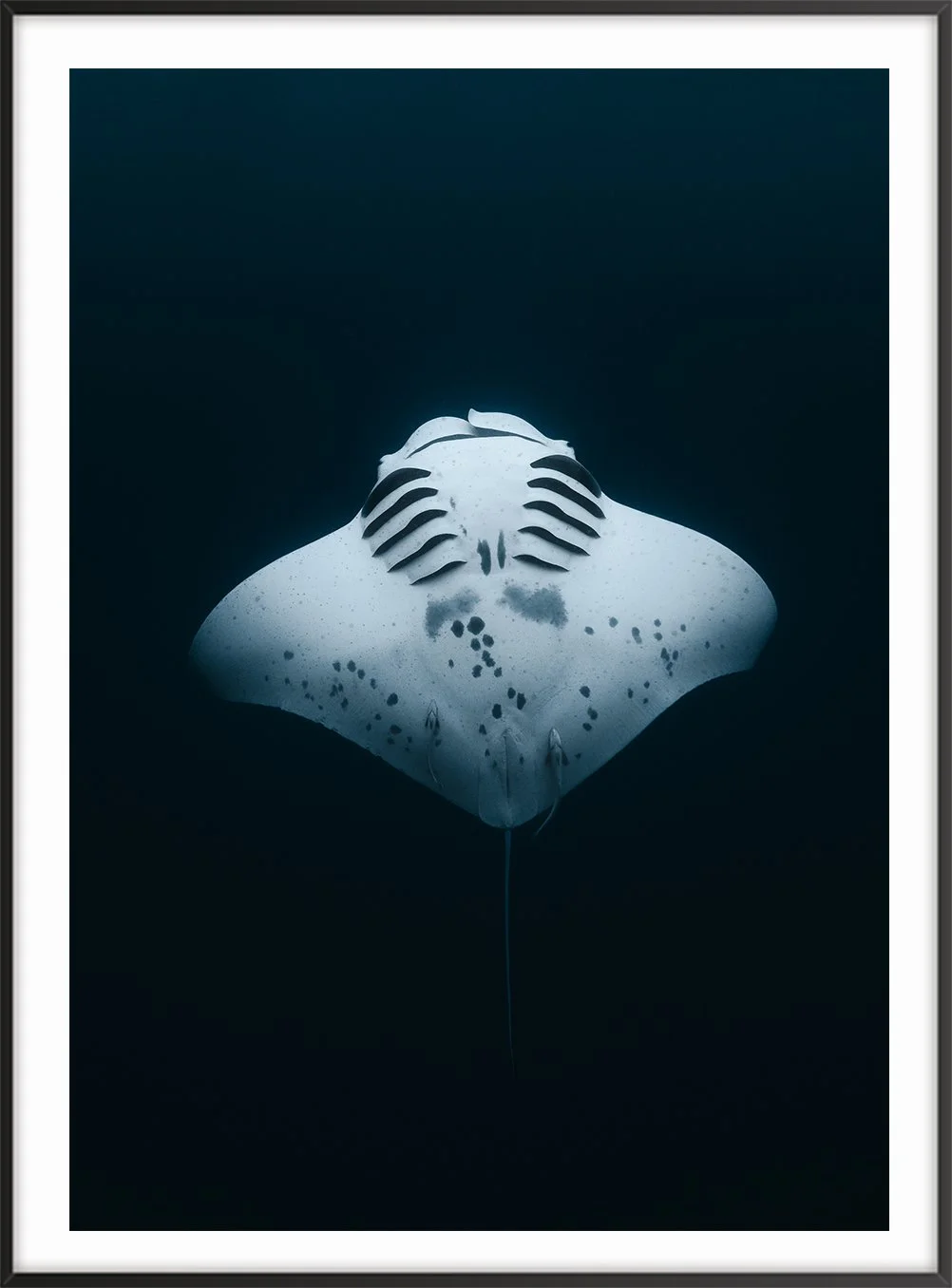 Frame_Vertical_DanceManta copy.jpg