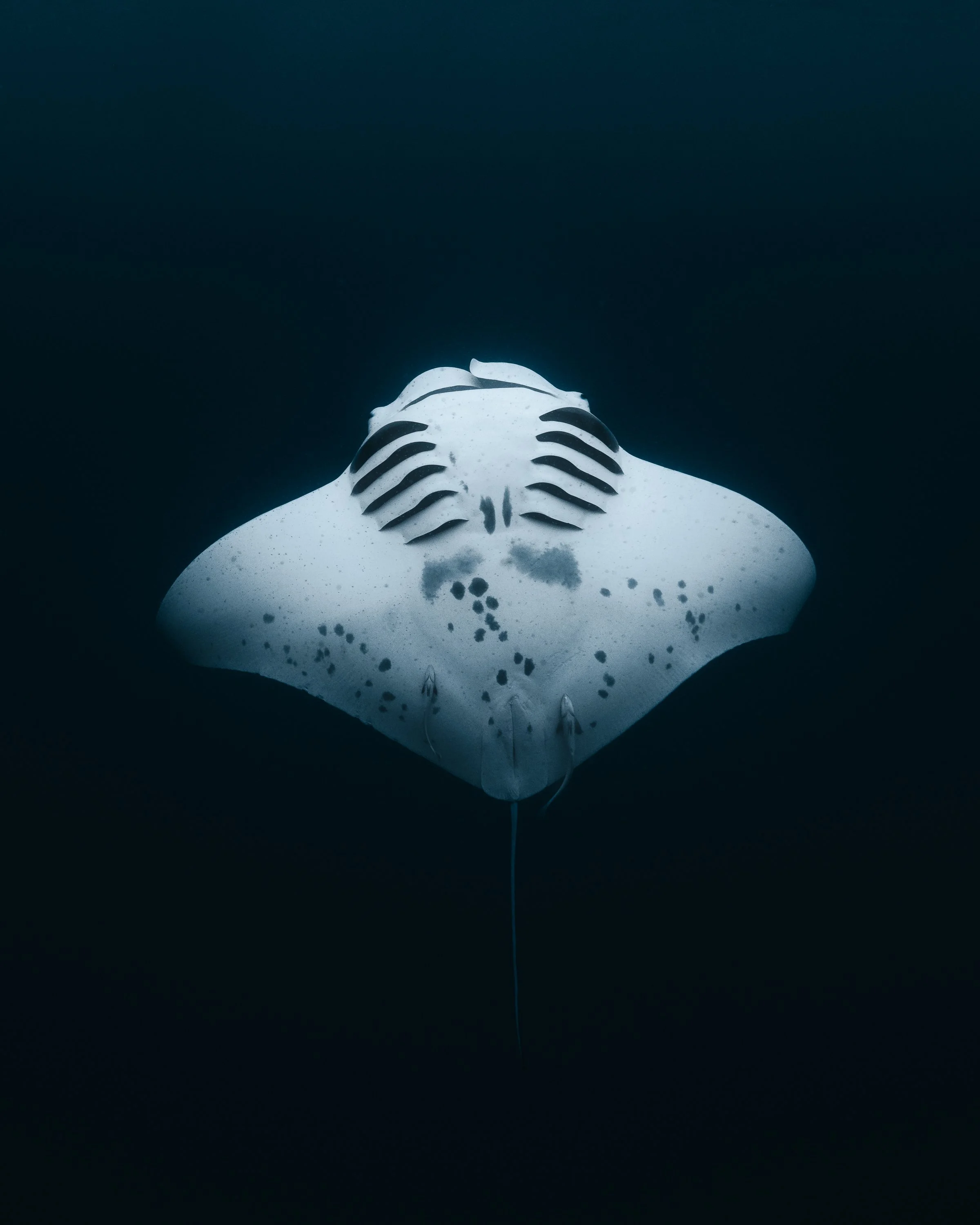 MANTA-1.jpg