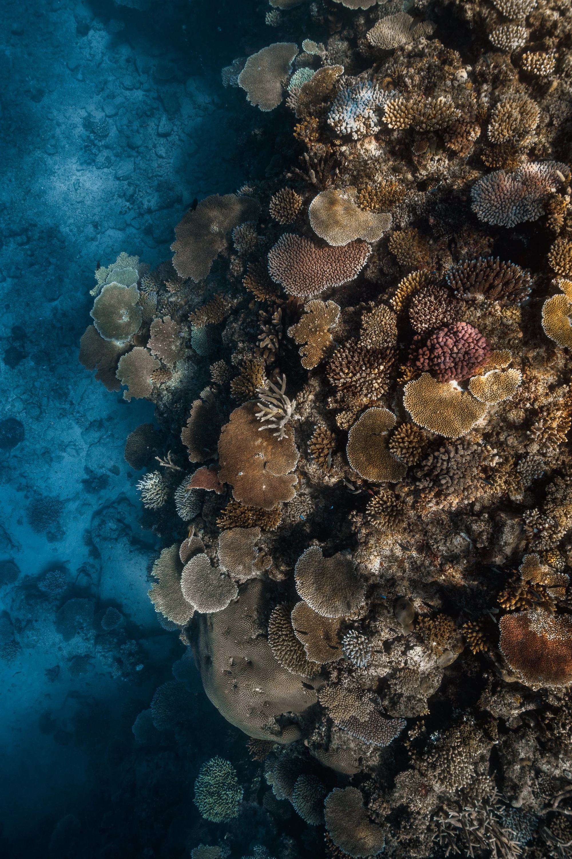 FIJI -3.jpg