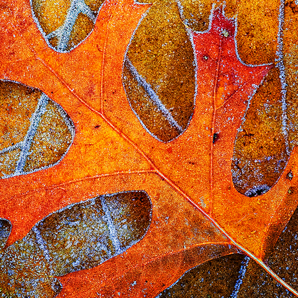 Oak-Leaf-Ohio-Fall-Color-Autumn