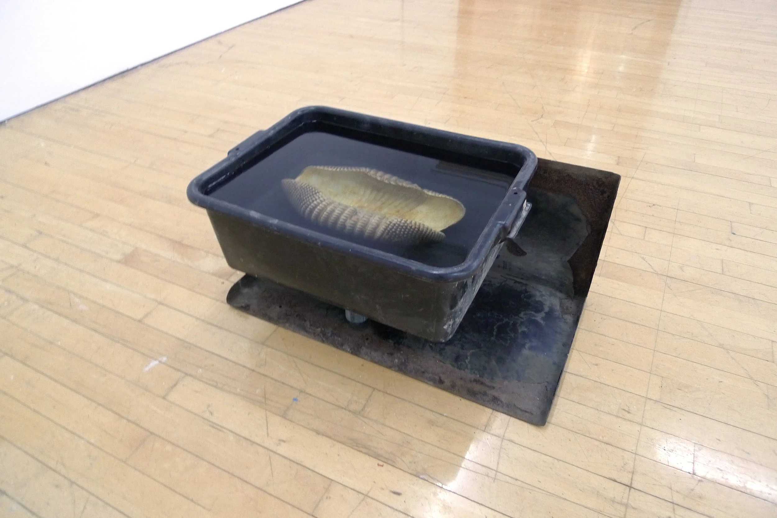 Sean Donovan yet to be titled, 2018 armadillo shell, water, formaldehyde, plastic busser's bucket, canvas stretching pliers, found metal stand 21 x 15 x 14 inches (53 x 38 x 36 cm) (SD37)