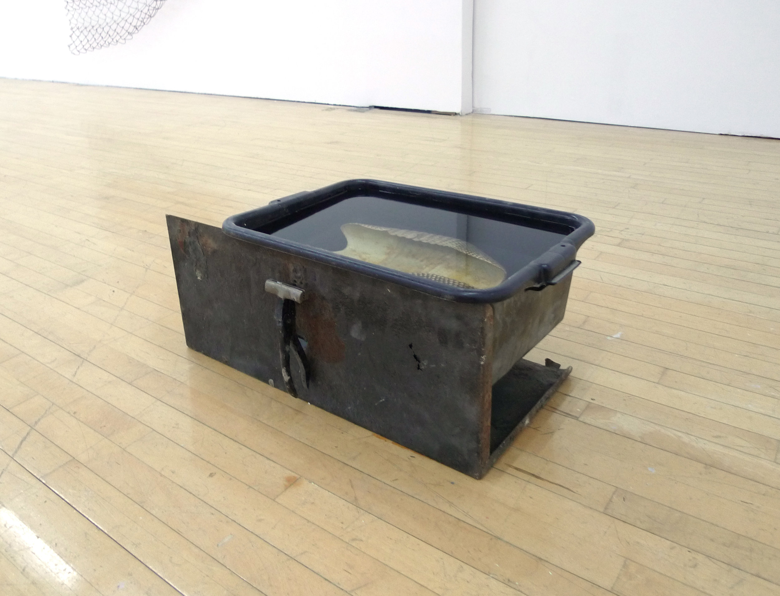  Sean Donovan yet to be titled, 2018 armadillo shell, water, formaldehyde, plastic busser's bucket, canvas stretching pliers, found metal stand 21 x 15 x 14 inches (53 x 38 x 36 cm) (SD37) 