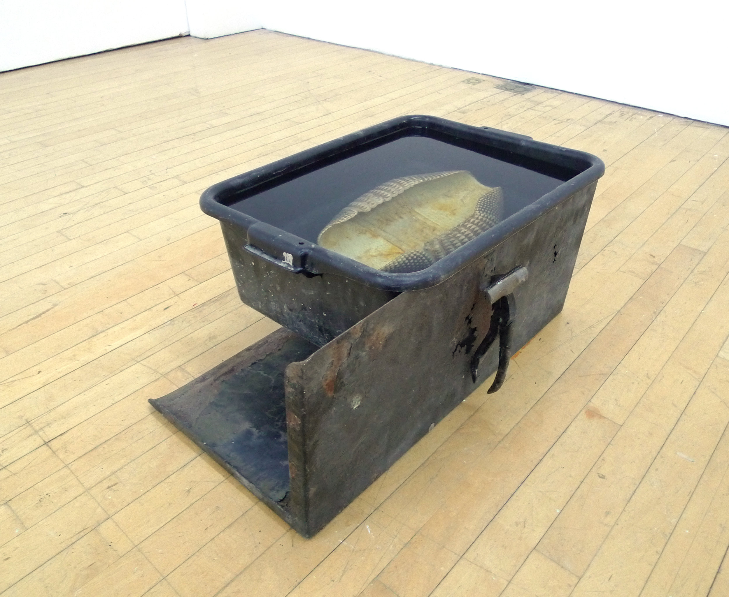  Sean Donovan yet to be titled, 2018 armadillo shell, water, formaldehyde, plastic busser's bucket, canvas stretching pliers, found metal stand 21 x 15 x 14 inches (53 x 38 x 36 cm) (SD37) 