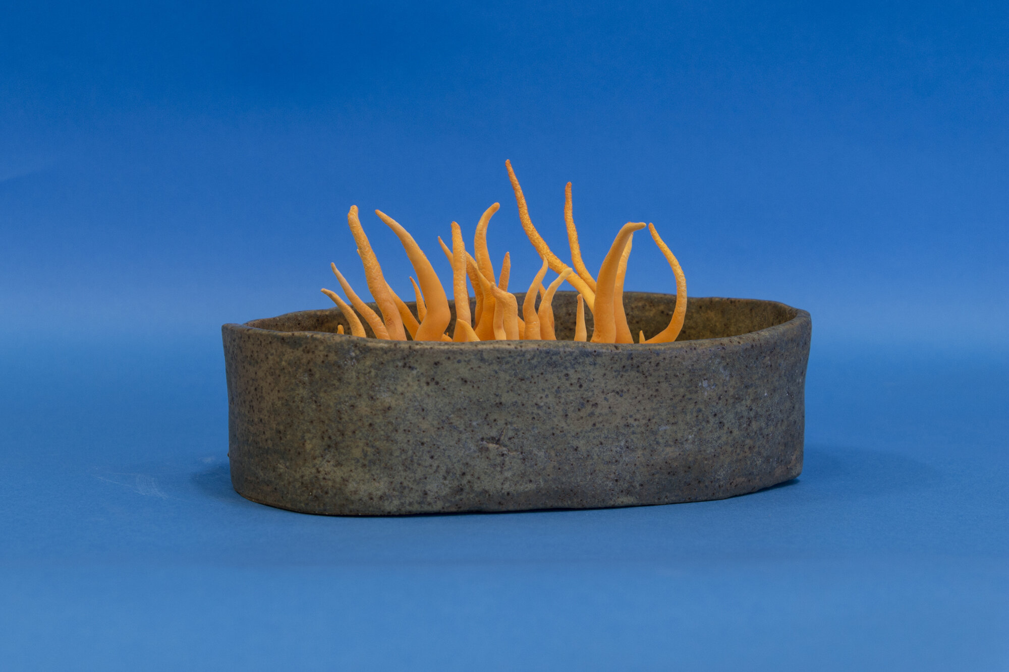  Sam Shoemaker  Mushroom Vessel #9 (dish),  2020 ceramic vessel inoculated with Cordyceps militaris 10 x 5 x 7 inches (25 x 13 x 18 cm) 