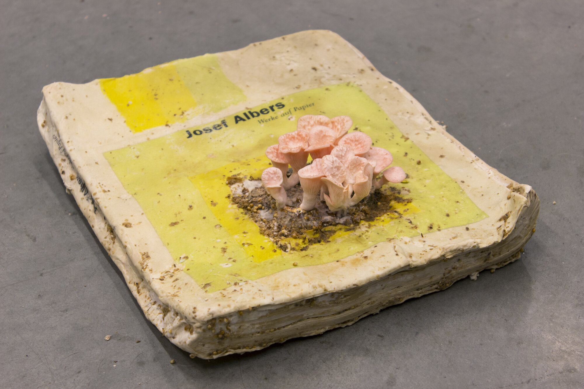  Sam Shoemaker  Joseph Albers , 2019 art catalogue inoculated with pink oyster spawn 16 x 11 x 3 inches (41 x 28 x 8 cm) 