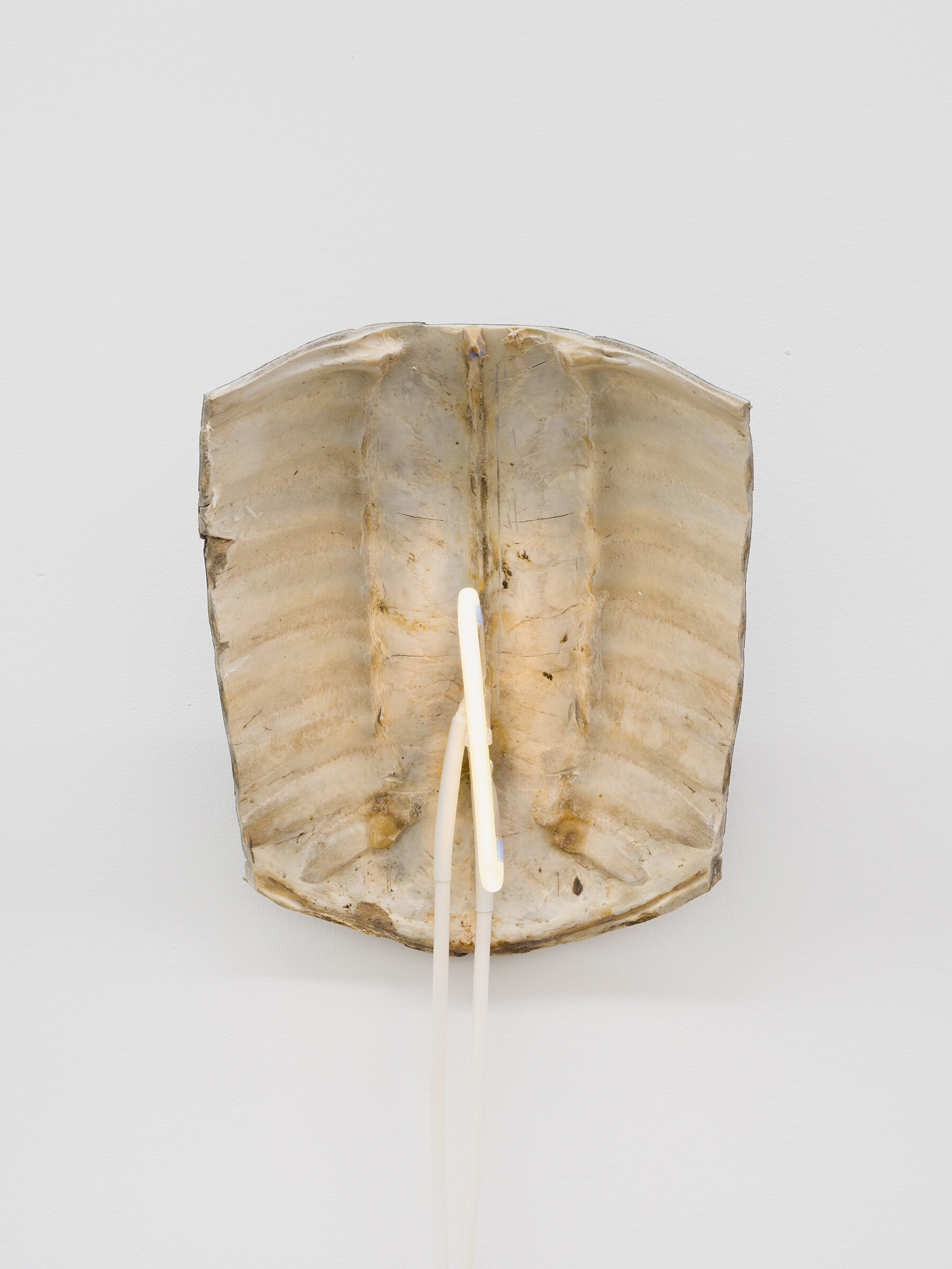  Sean Donovan  Control Command Delete 3 , 2020 snapping turtle shell, neon, glass tubing, silicon wire,  transformer, acrylic tube support, hardware 12 x 8 1⁄2 x 6 inches (31 x 22 x 15 cm) 