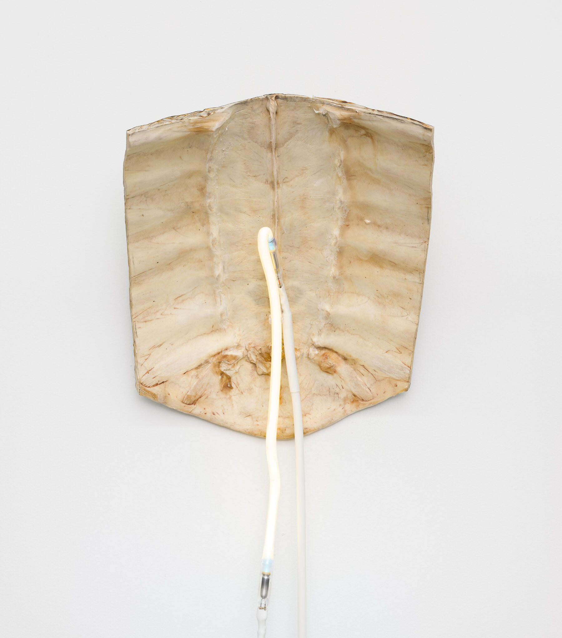  Sean Donovan  Control Command Delete 2 , 2020 snapping turtle shell, neon, glass tubing, silicon wire,  transformer, acrylic tube support, hardware 15 x 8 1⁄2 x 6 inches (38 x 22 x 15 cm) SD55 