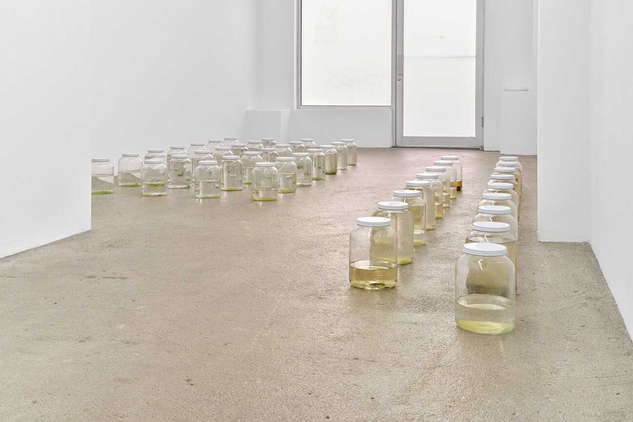  Amina Ross Untitled , 2020 - ongoing 45 one gallon glass jars, rain gutter water size variable to installation AR1, AR2-AR46 