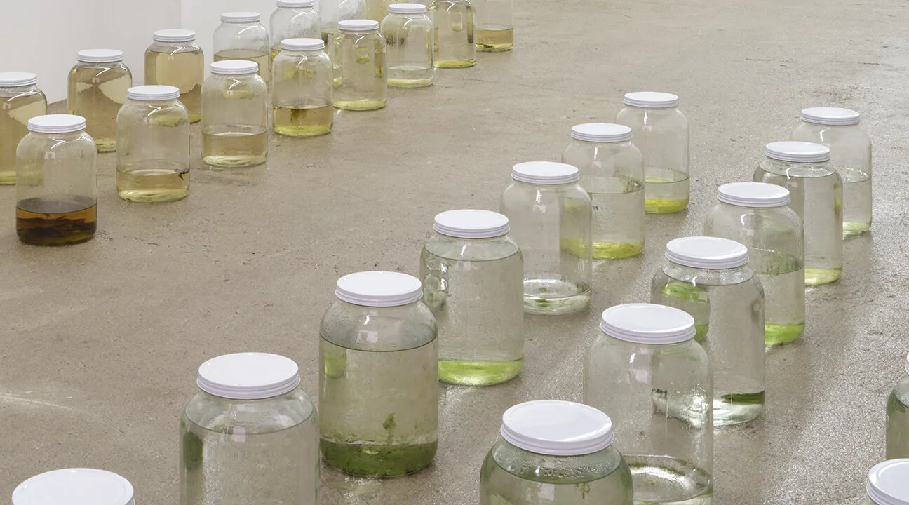  Amina Ross Untitled , 2020 - ongoing (detail) 45 one gallon glass jars, rain gutter water size variable to installation AR1, AR2-AR46 