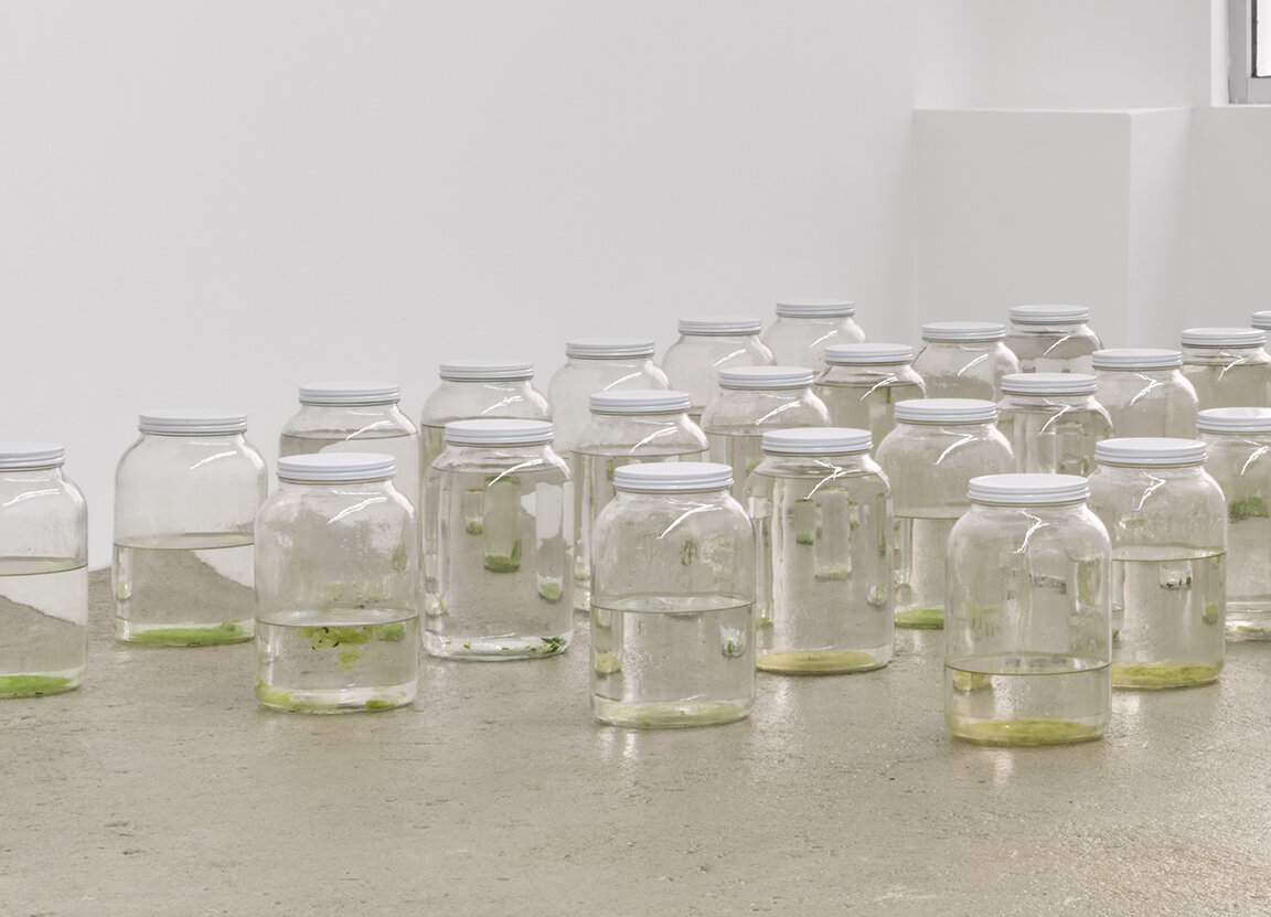  Amina Ross  Untitled , 2020 - ongoing 45 one gallon glass jars, rain gutter water  size variable to installation AR1, AR2-AR46 