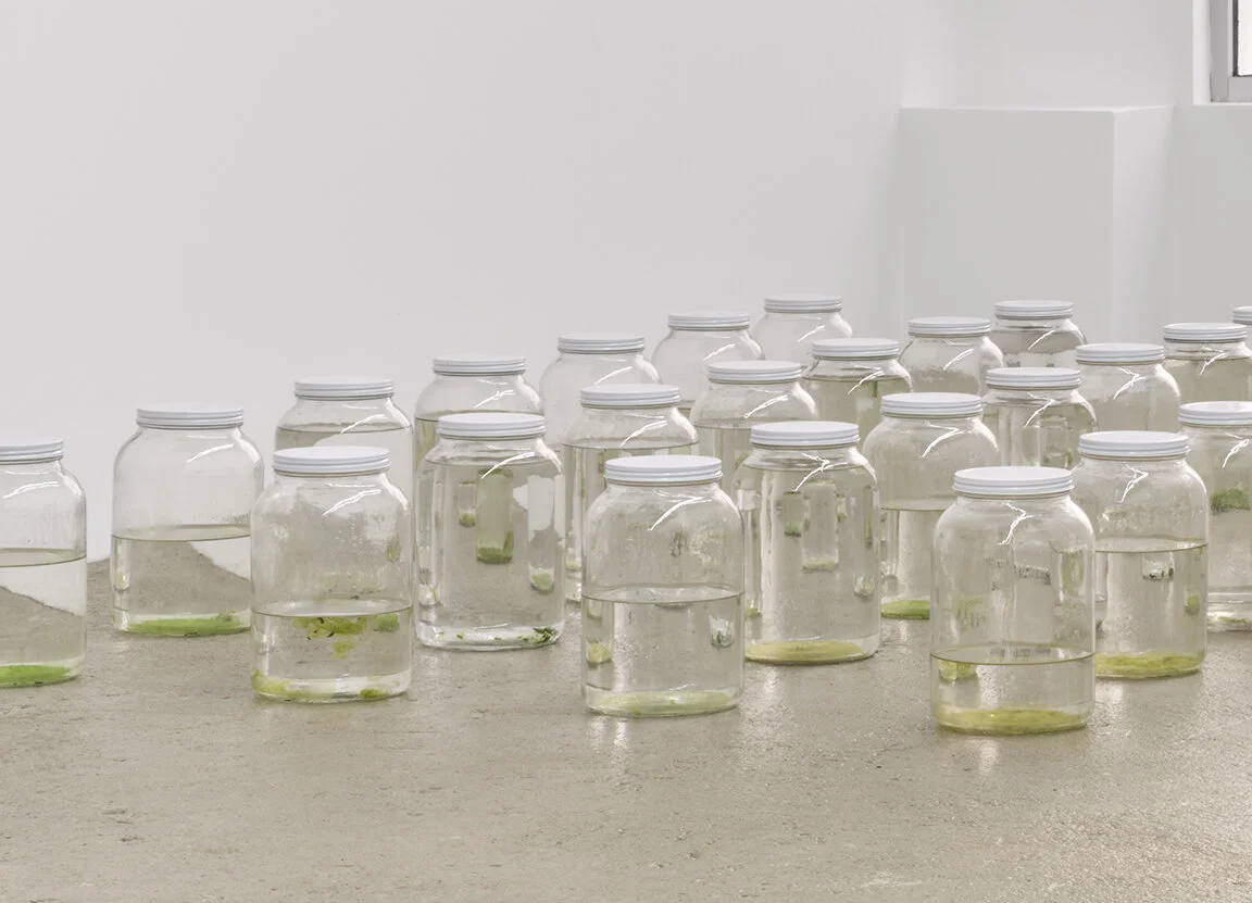  Amina Ross Untitled , 2020 - ongoing 45 one gallon glass jars, rain gutter water size variable to installation AR1, AR2-AR46 