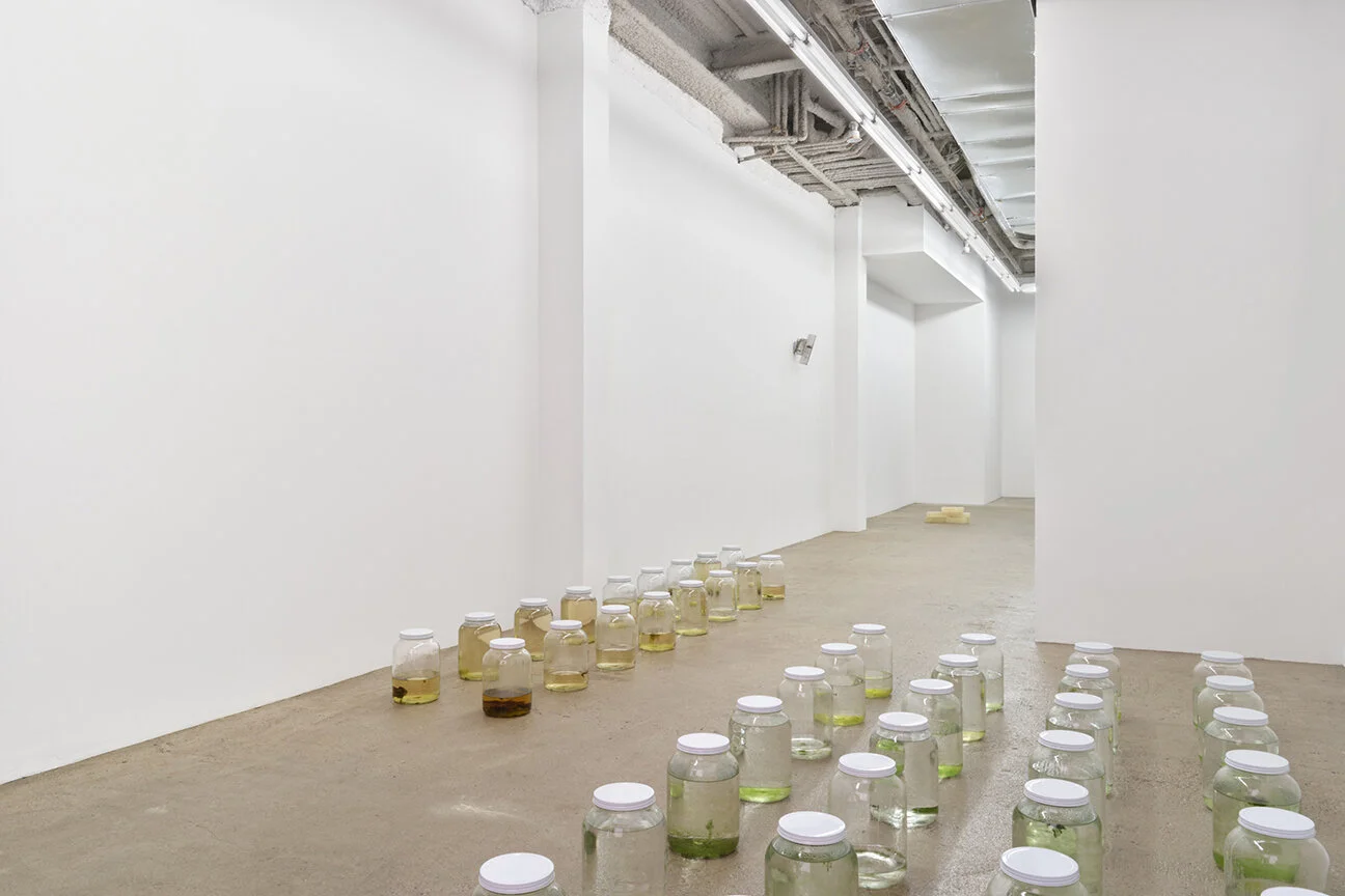  4 — Amina Ross, Chadwick Rantanen, Sean Donovan Installation view 