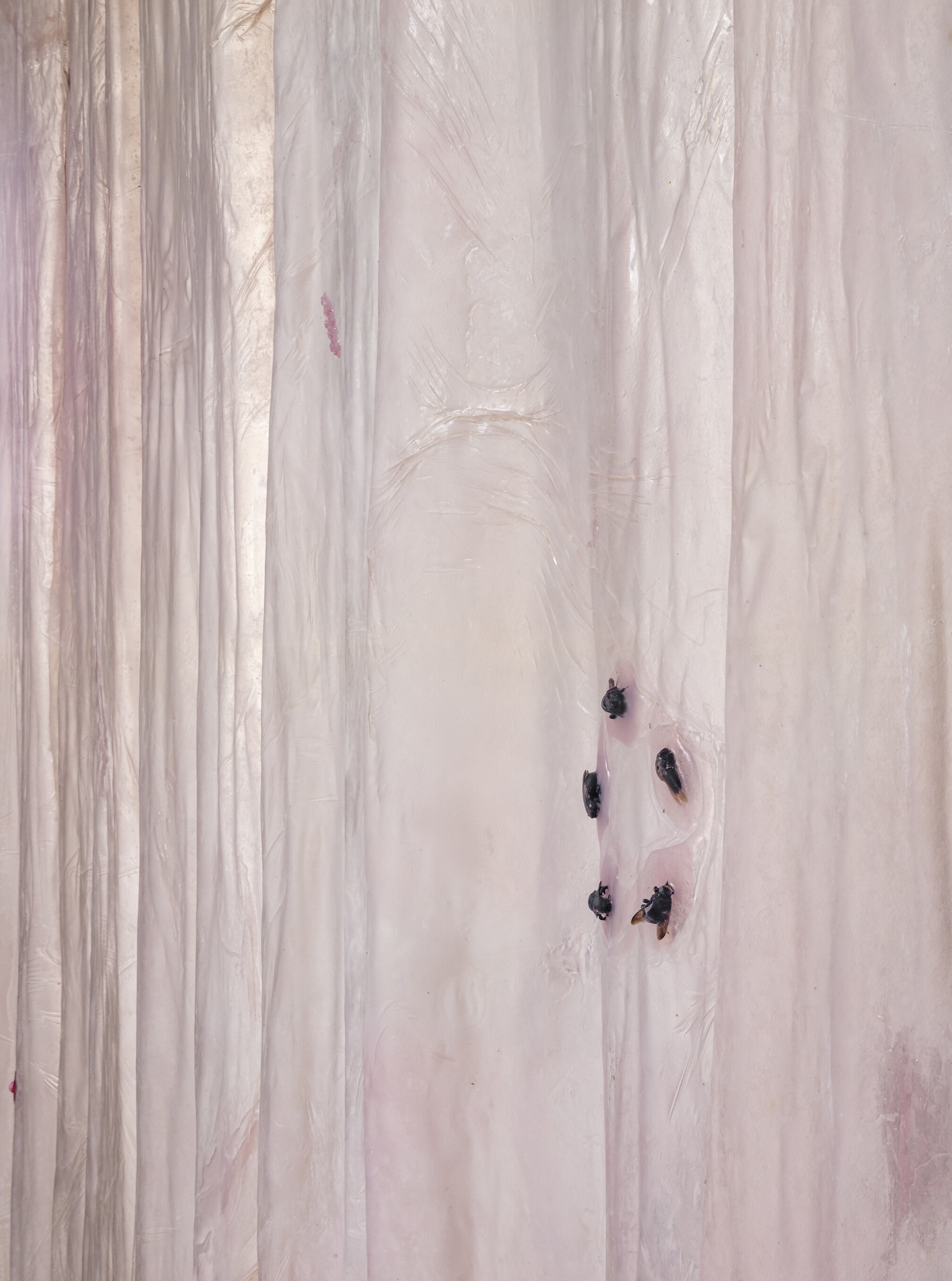  Karinne Smith  Pinky II , 2021 (detail) collagen film, flesh clamps, found bees, falsies, silicone, hair ties, baby powder, glass beads, found photograph, tulle dimensions variable to installation 