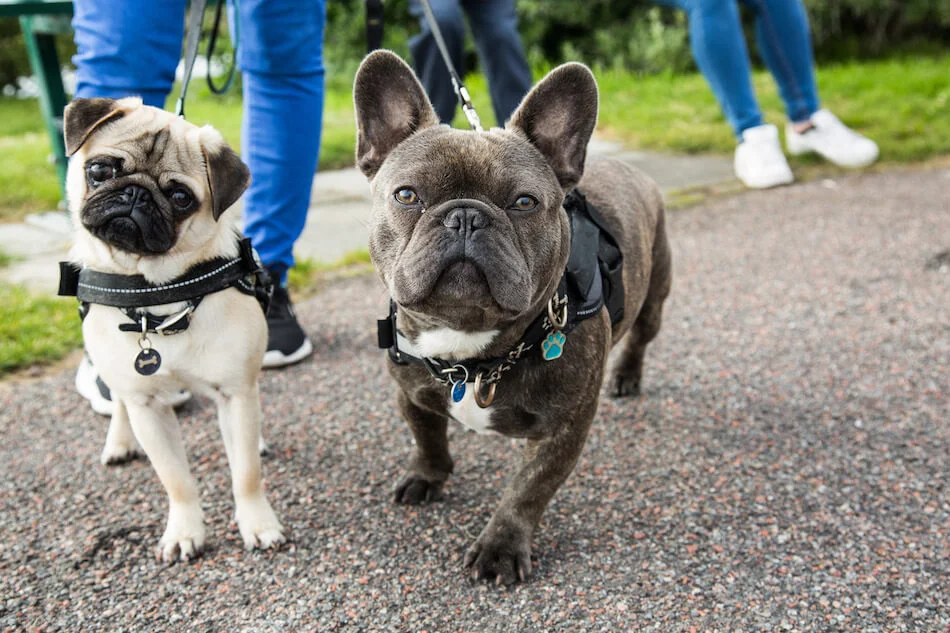 2 Dog Walk.jpg