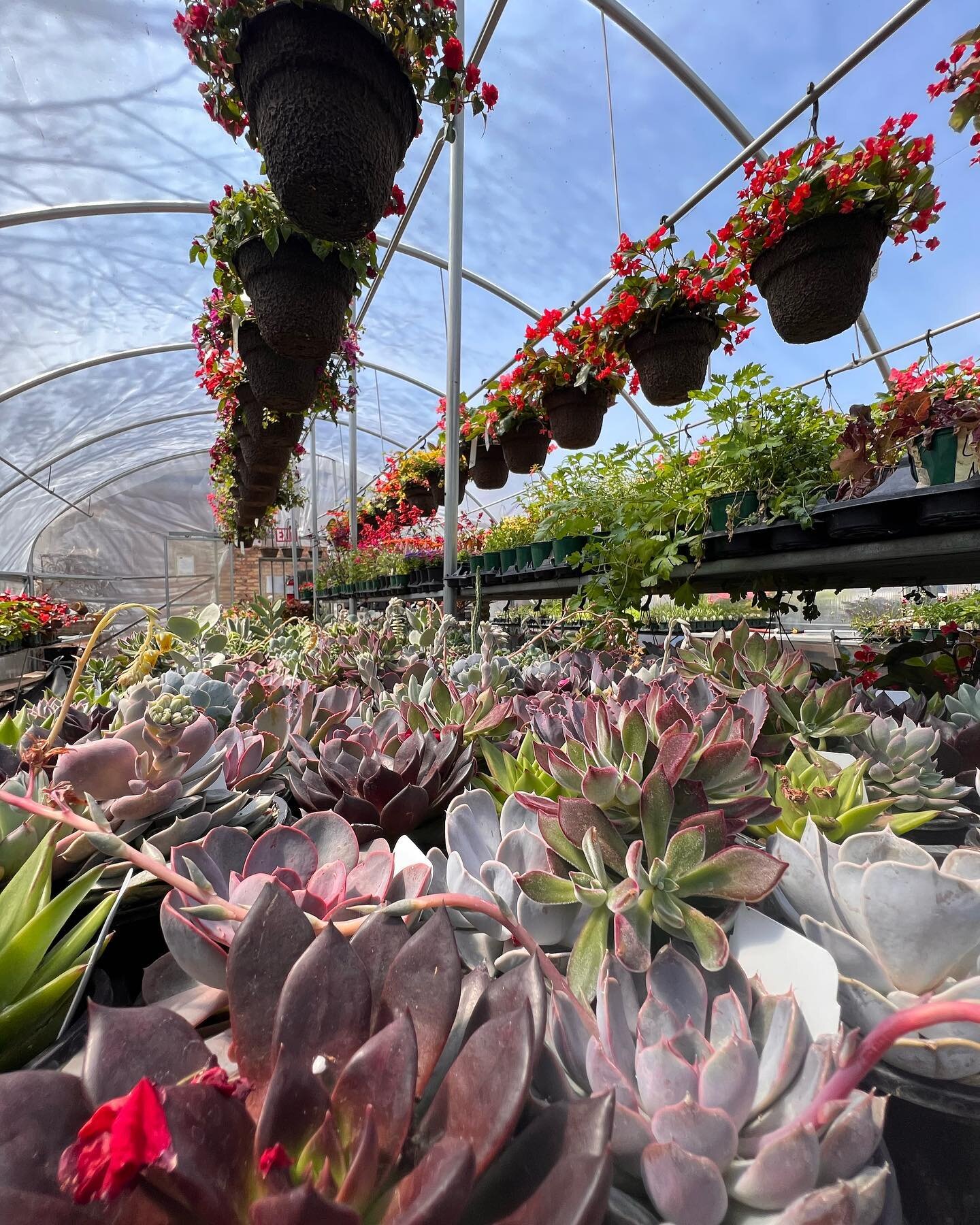 Greenhouse things @artsandflowers 🌱
.
#greenhouse #spring #gardening #minneapolisgardens #flowerlovers #plantlover #flowerphotography #plantsofinstagram #succulents #minneapolis #twincities