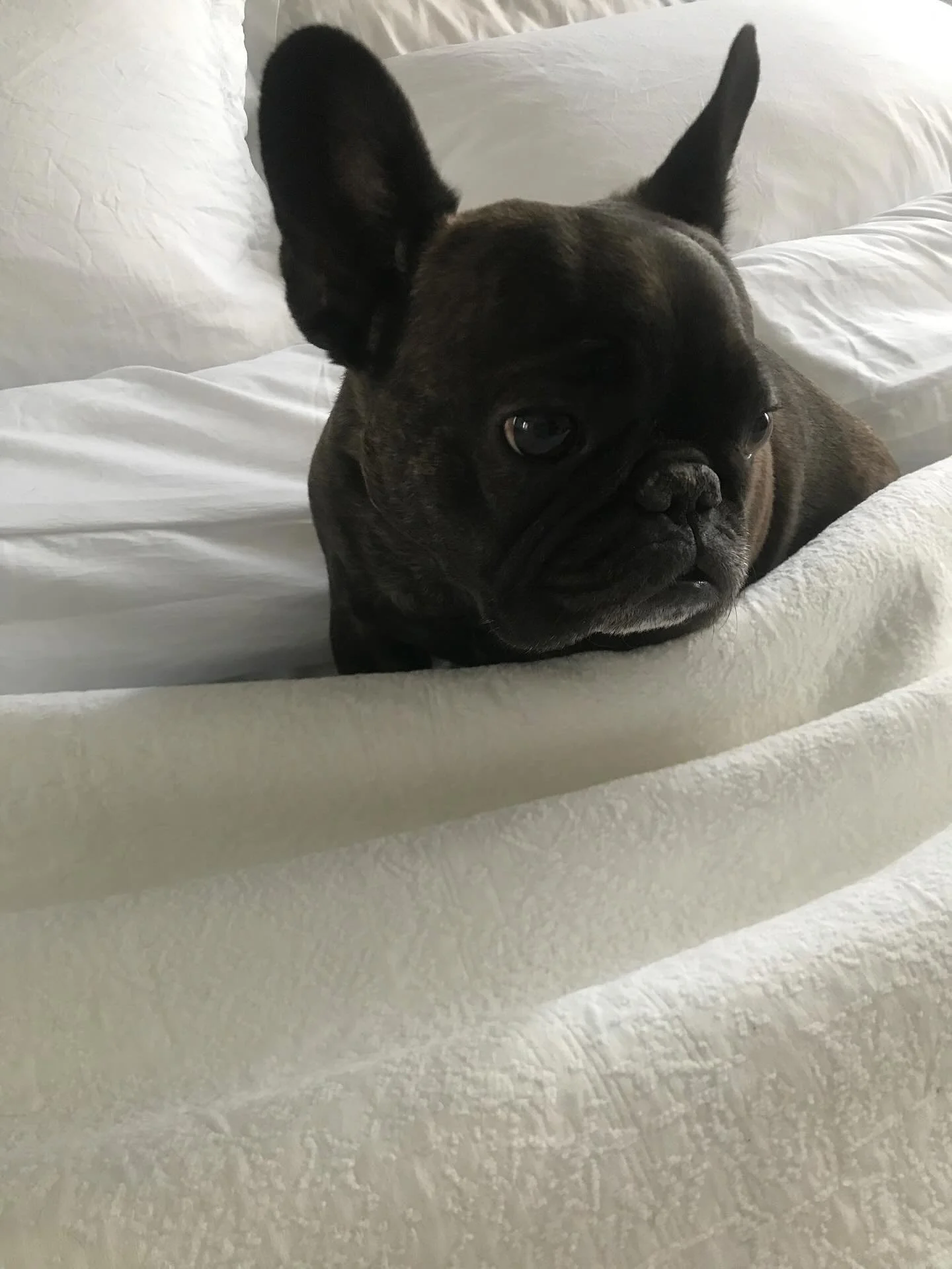 Higgso ♡

I have tried to write this so many times over the past week, searching for the right words.

This past Saturday, on August 23rd, Steve and I said one of the hardest goodbyes to our sweet little baby. The heartbreak of losing him has been be