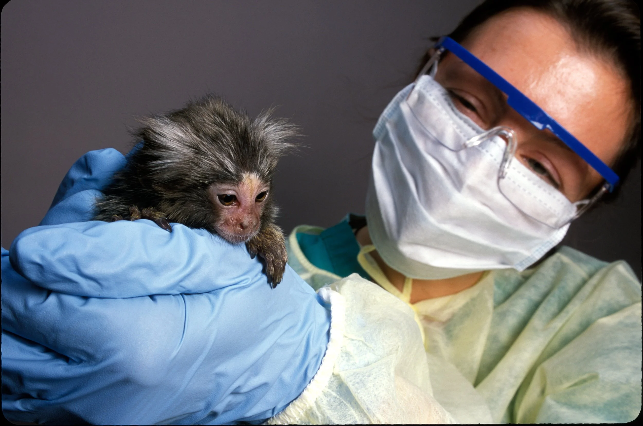  Primate Research. Marmoset   