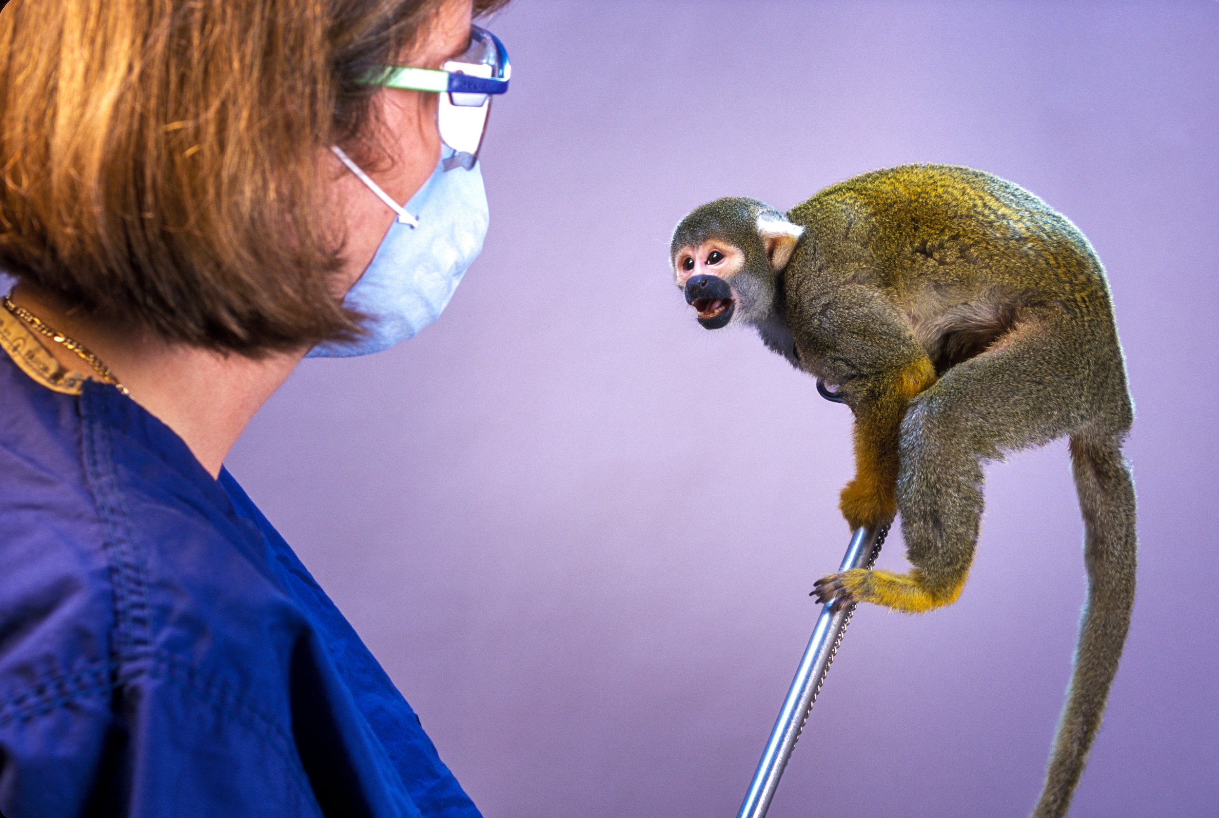  Primate Research. Squirrel Monkey 