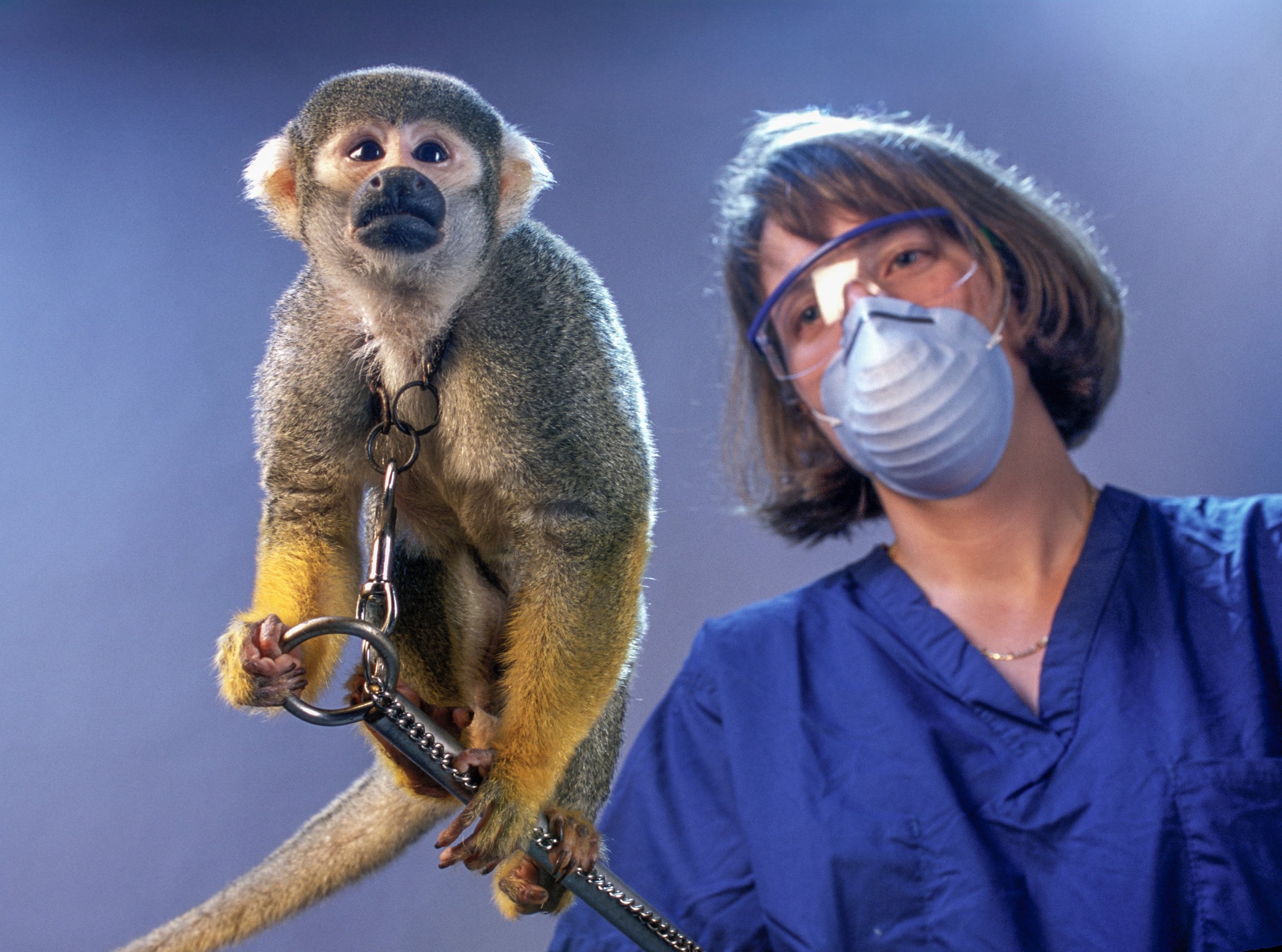  Primate Research. Squirrel Monkey 