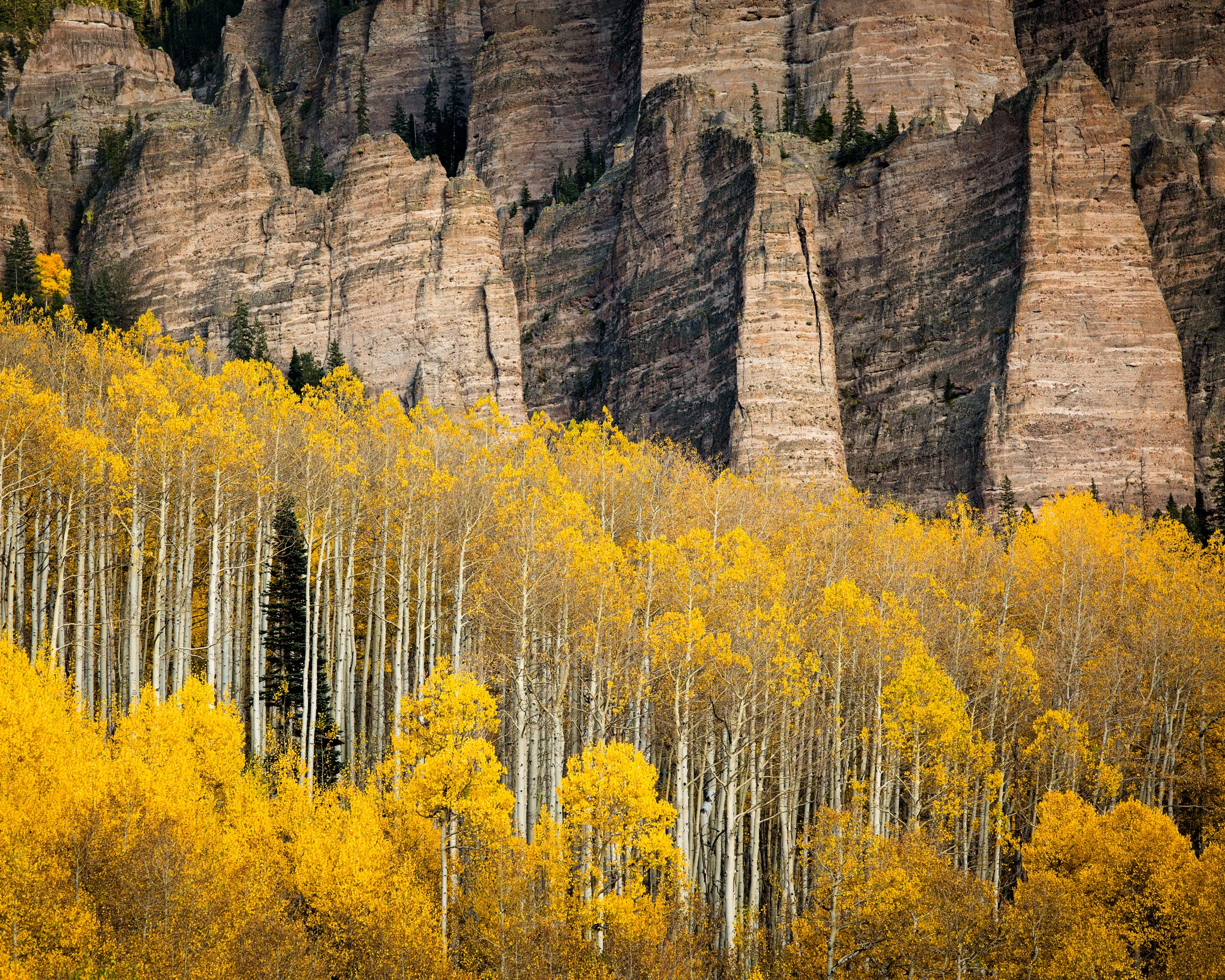 Owl Creek Pass Aspens_8x10.jpg