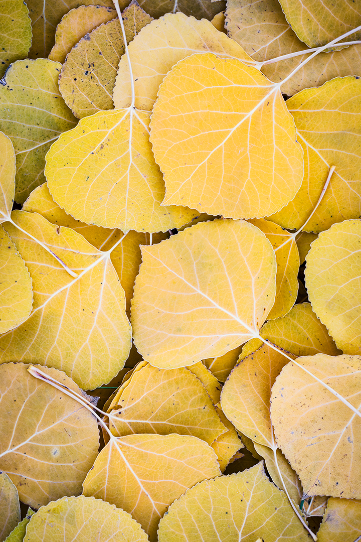 Yellow Aspen Carpet.jpg