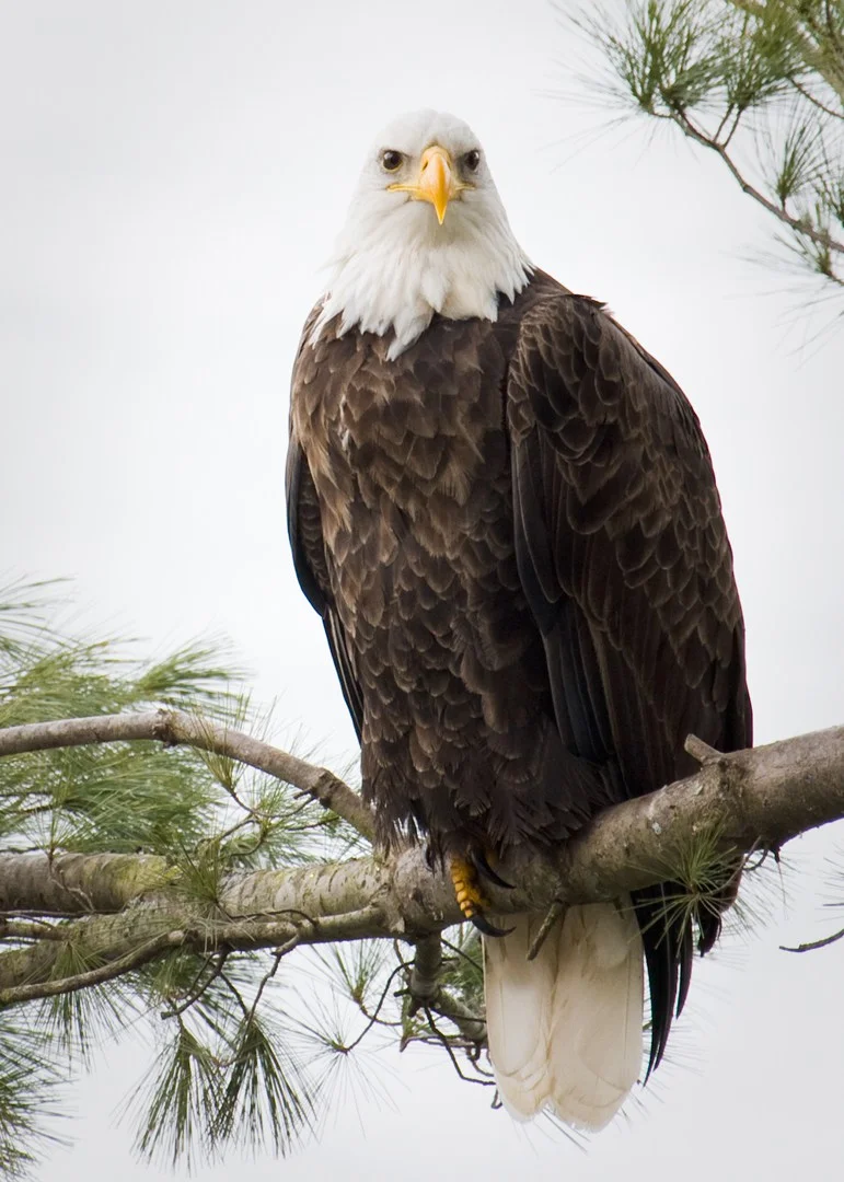 Bald-Eagle-5x7.jpg