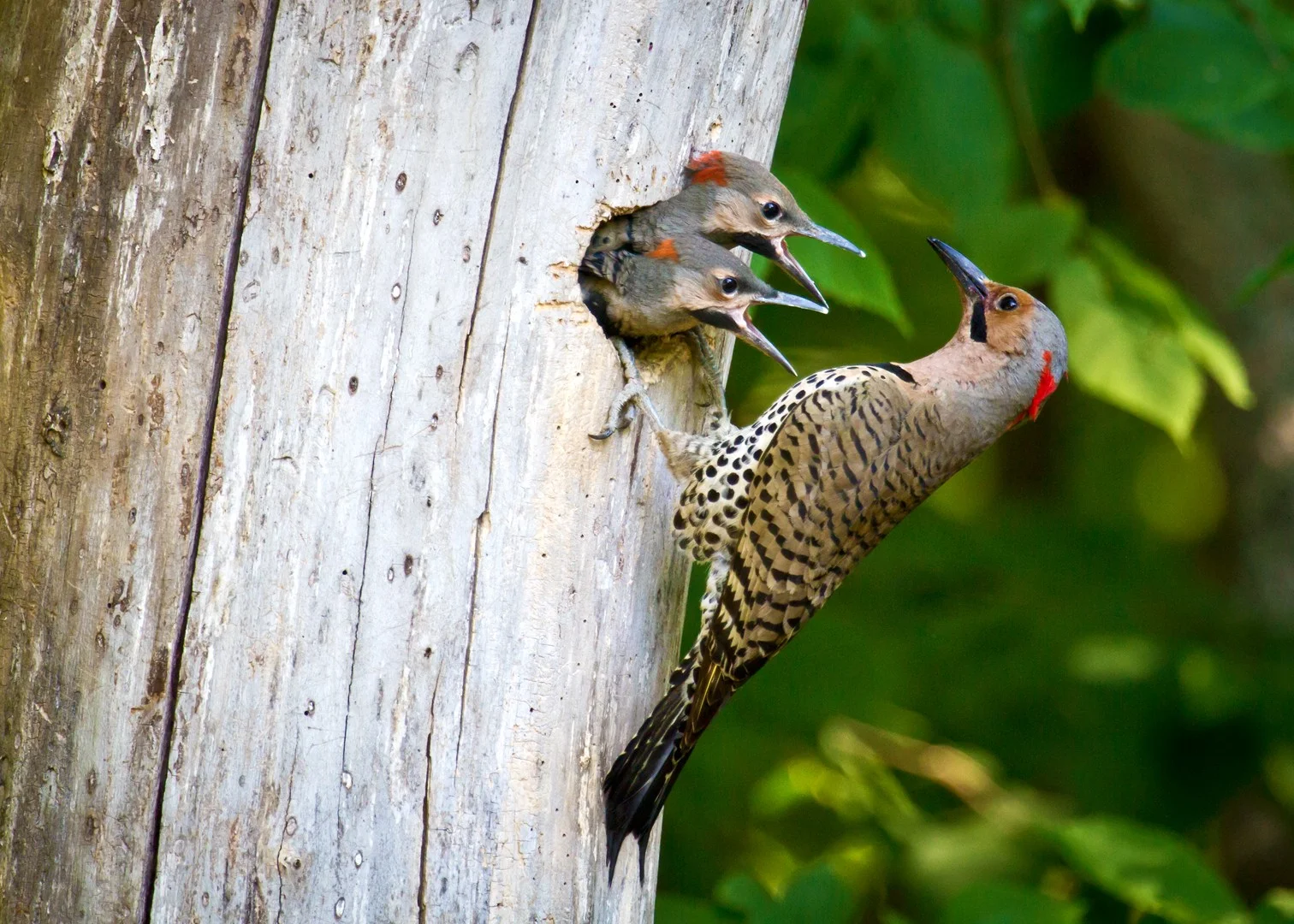 Flickers-5x7.jpg