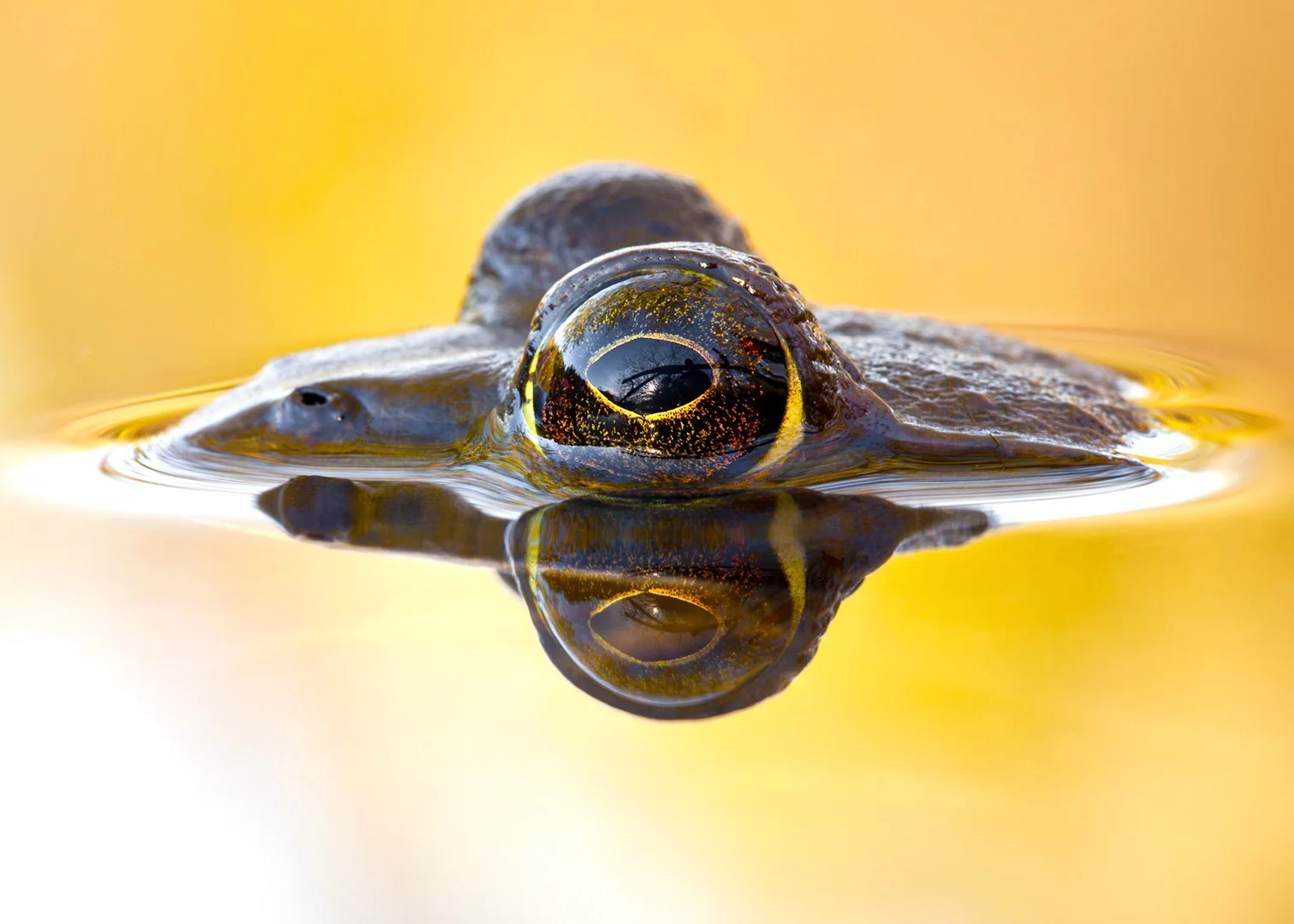 Frog-Eyed-Yellow-5x7.jpg