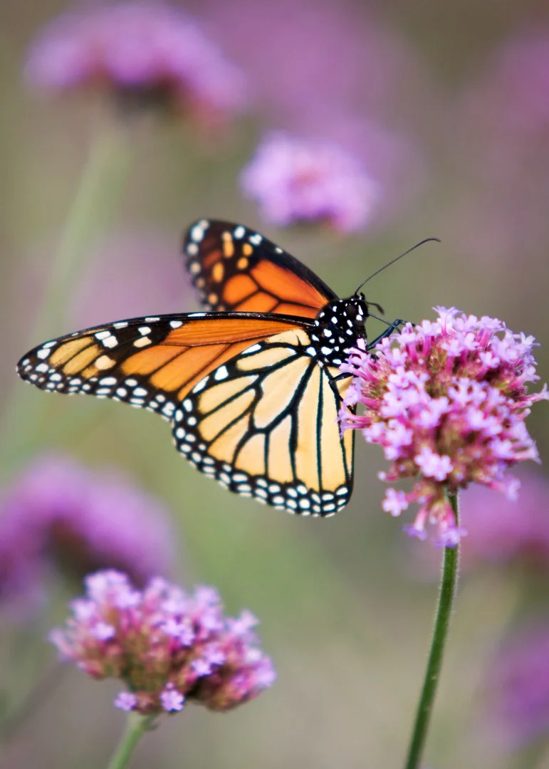 Monarch-Butterfly_.jpg