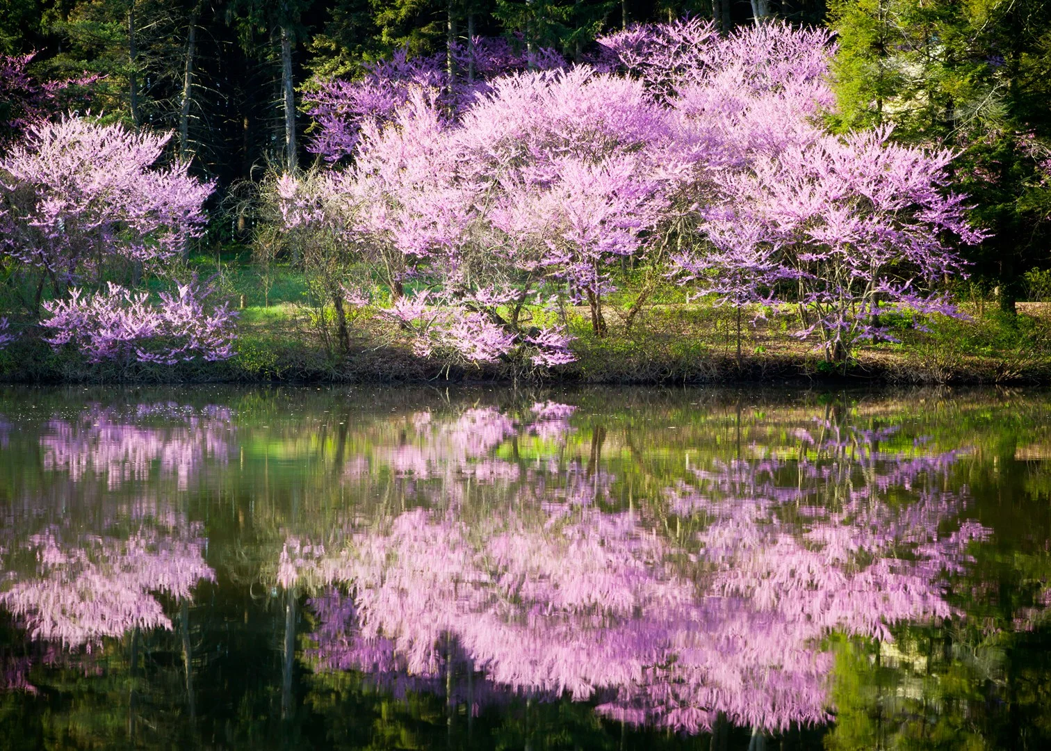 Lake-Marmo-Redbuds-5x7.jpg
