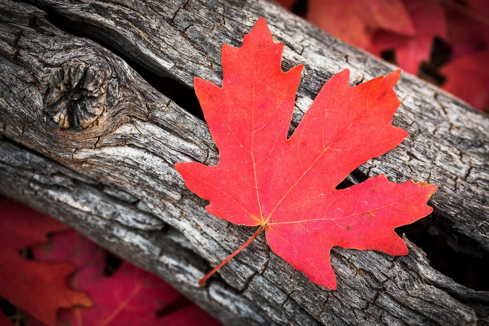 Intimate Autumn Close-Up