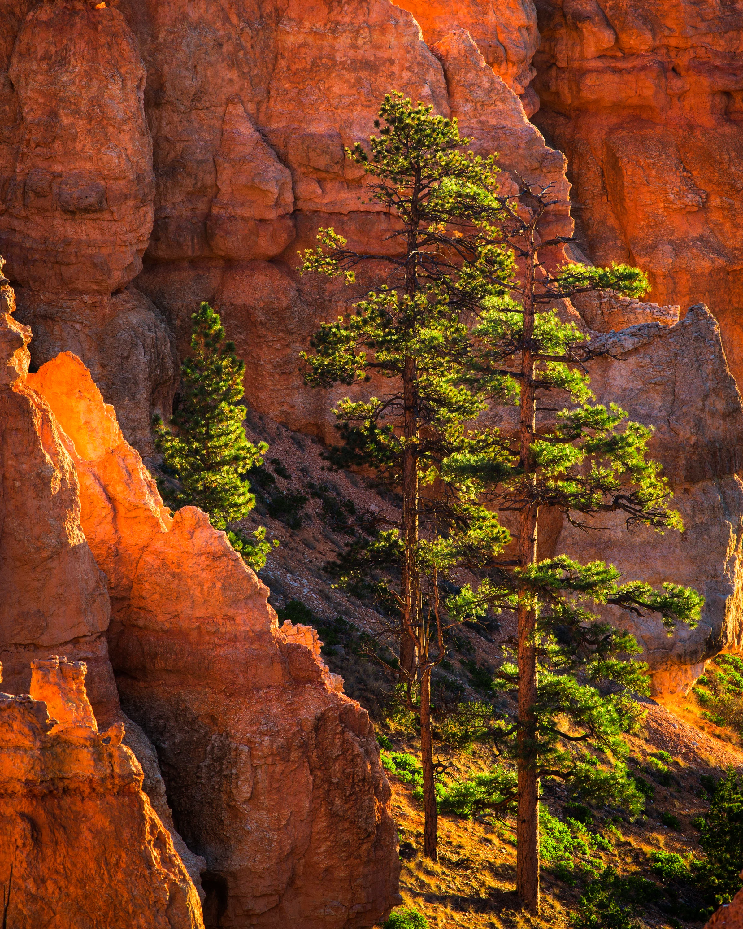 Life Amidst the Hoodoos