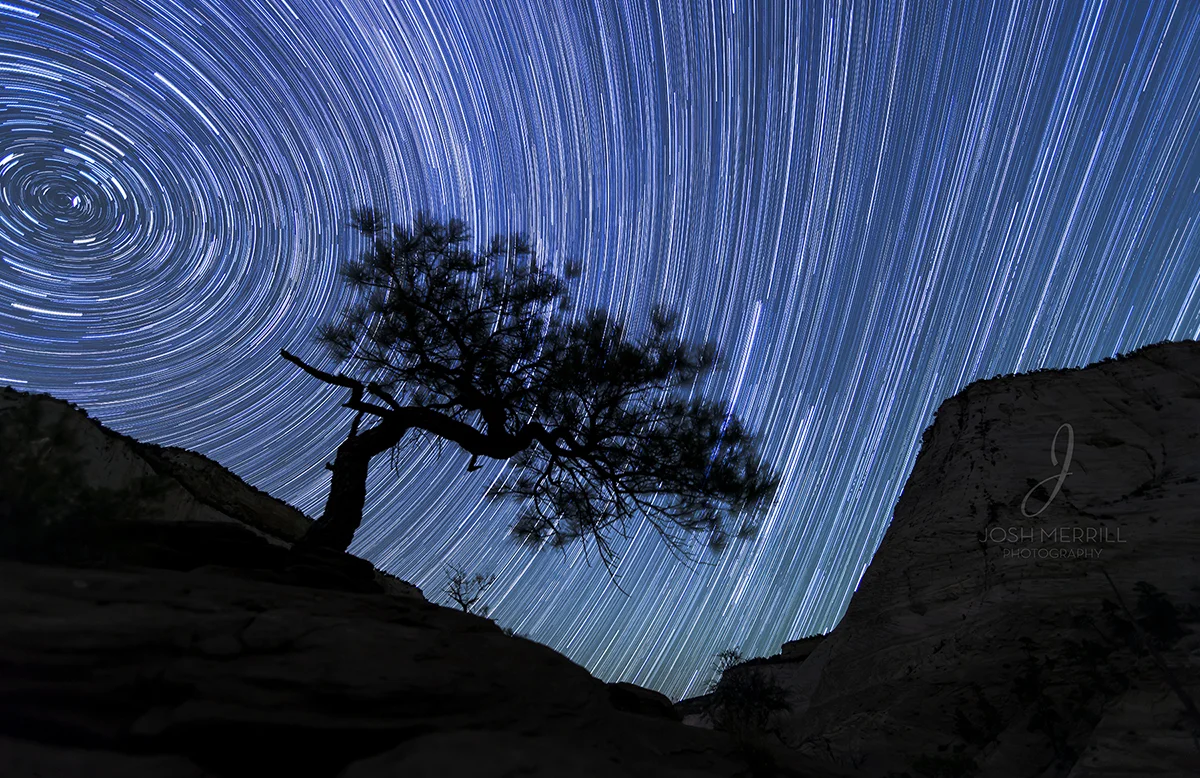 Zion Bonsai