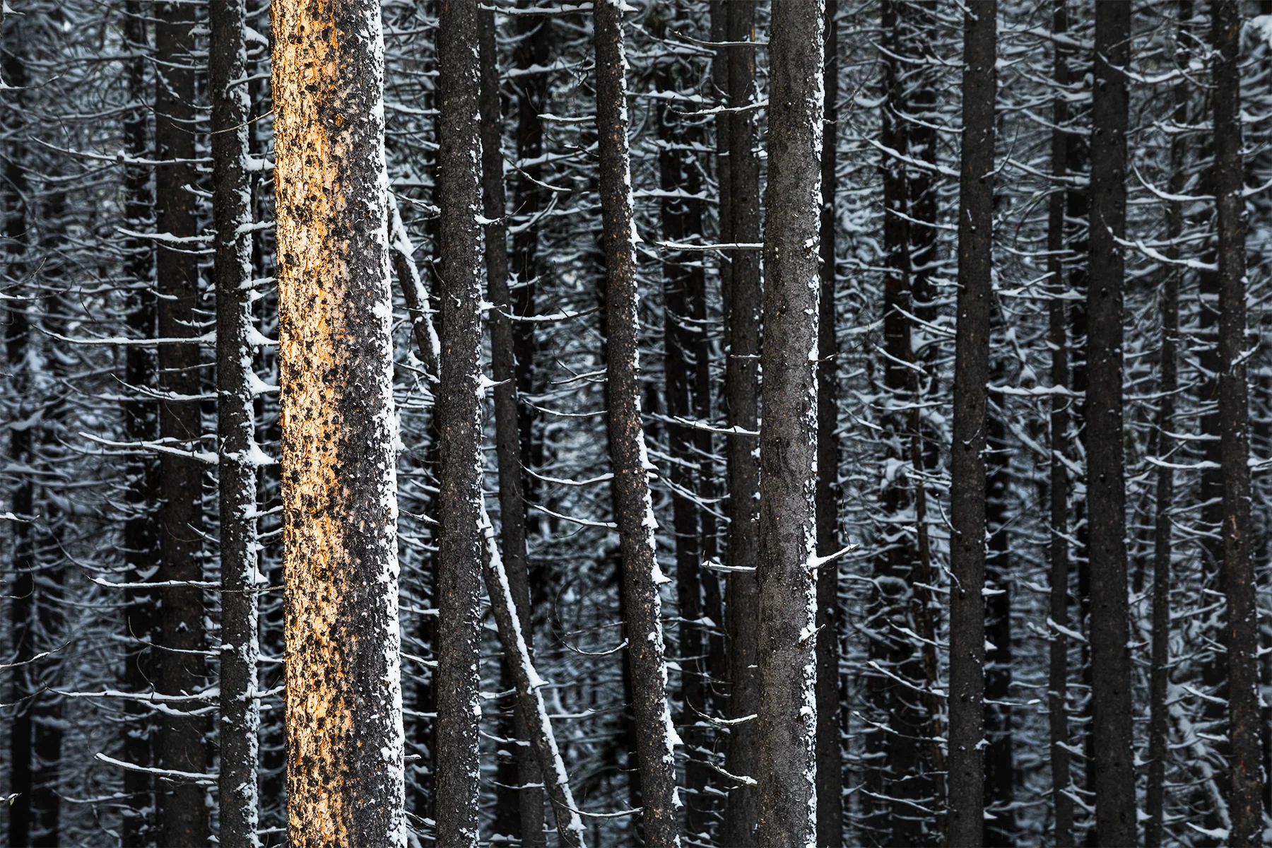 Winter Lines-