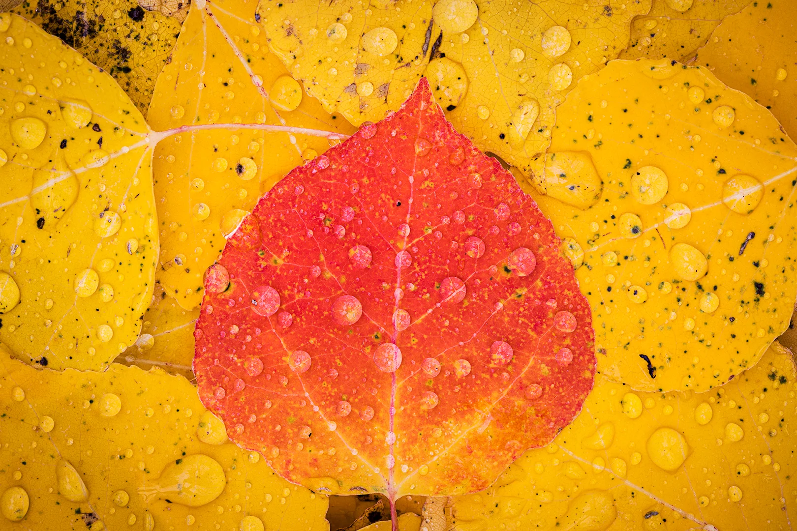 Autumn Splendor