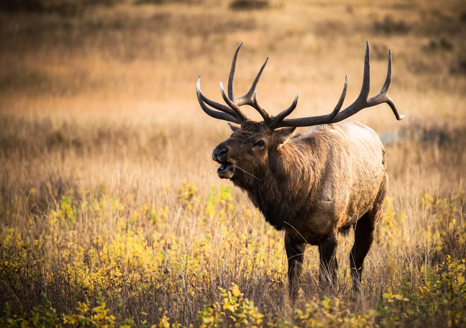 Bugling Elk