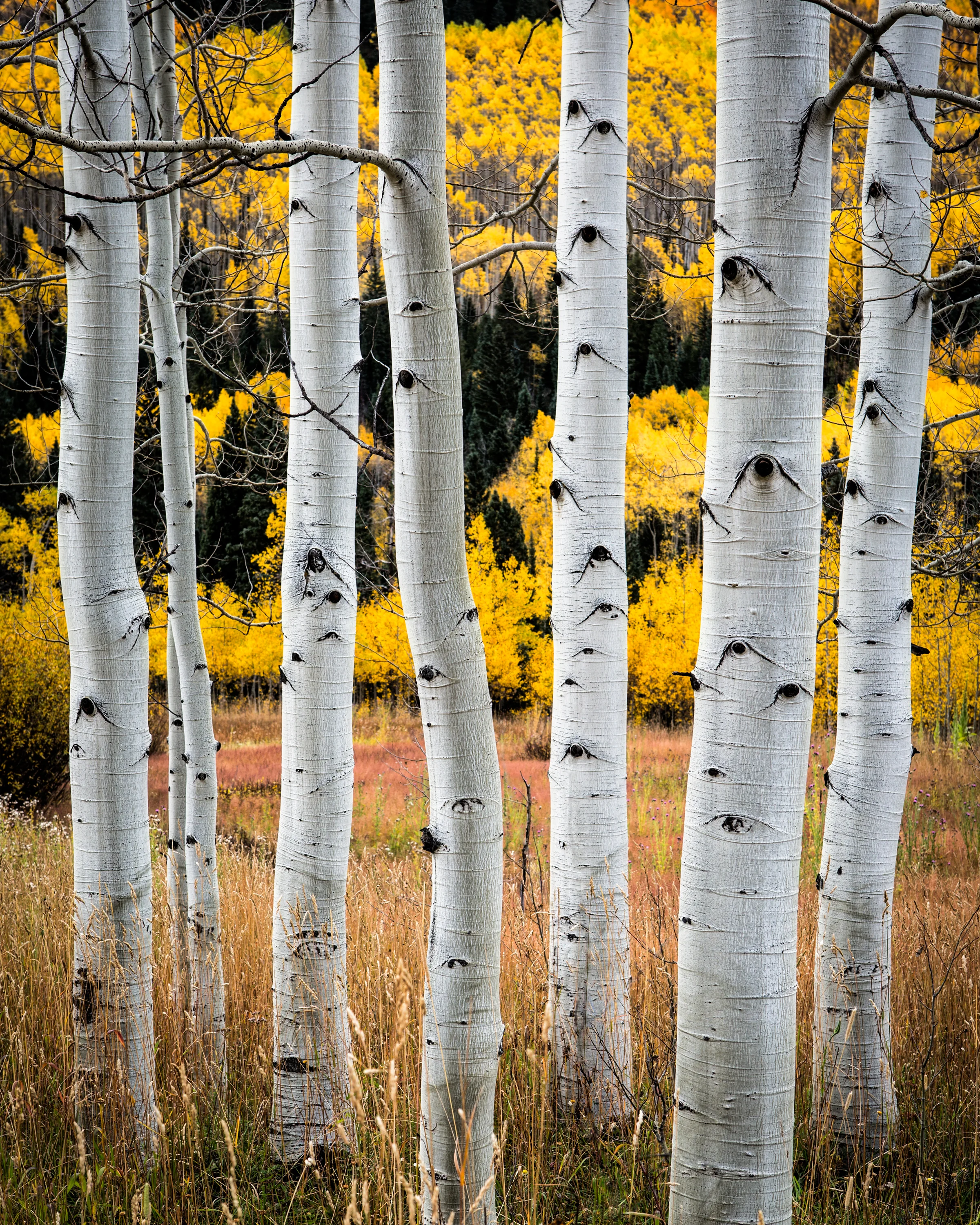 Snowmass Aspen