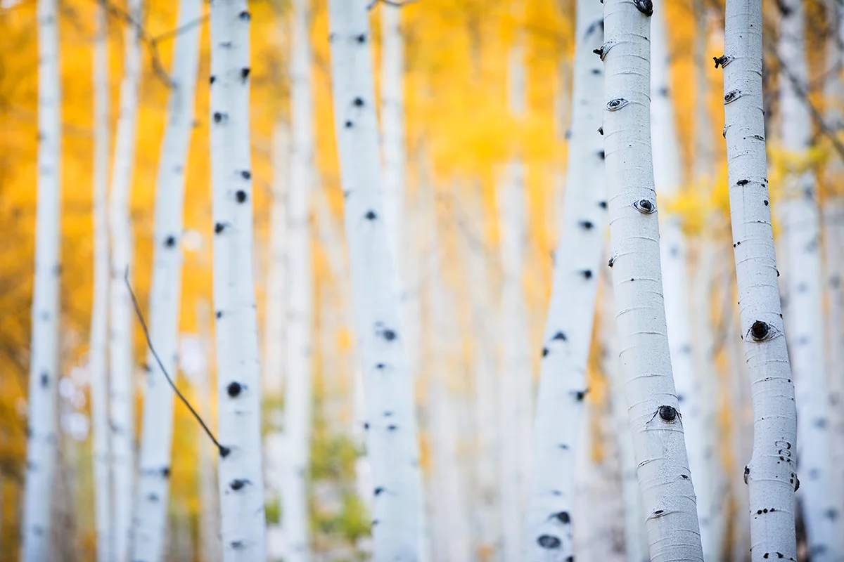 Autumn in High Key