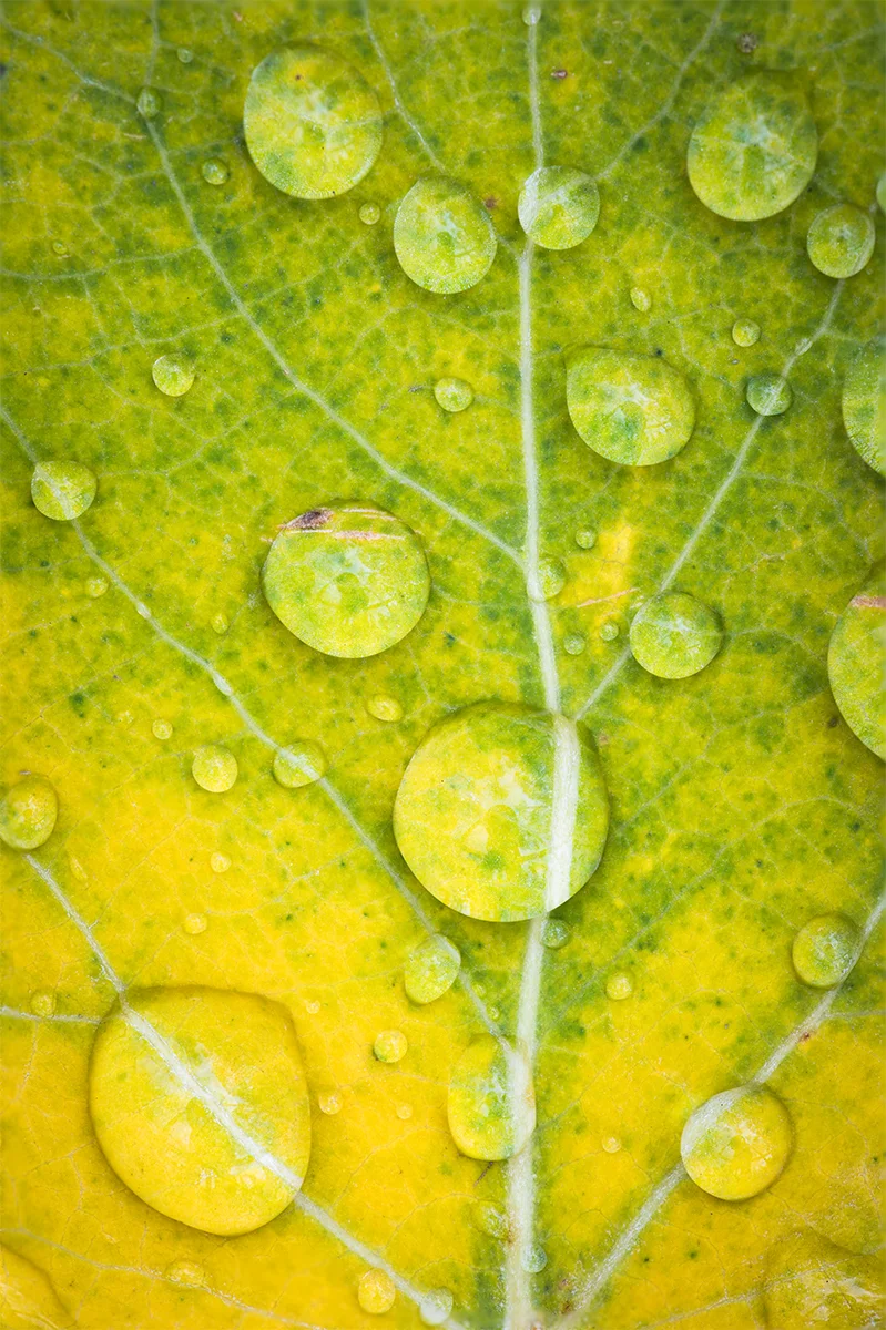 Autumn Veins