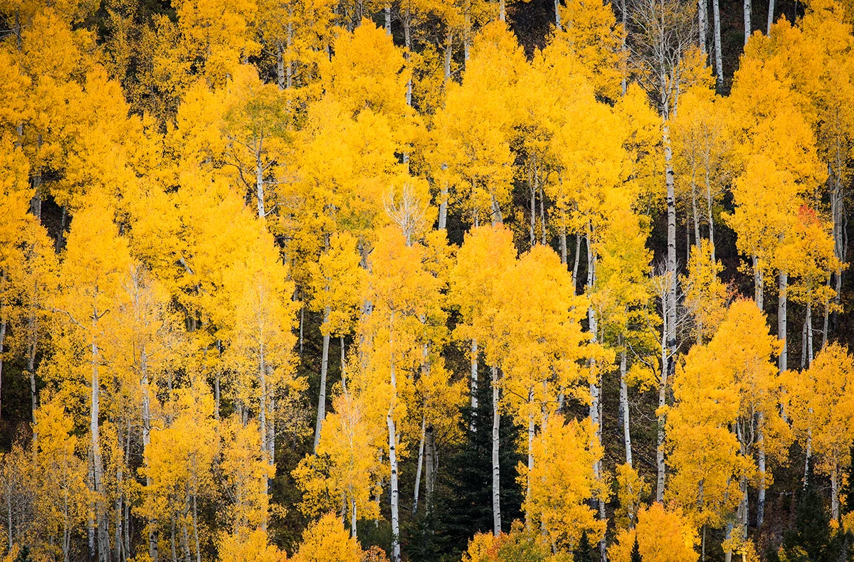 Owl Creek Autumn