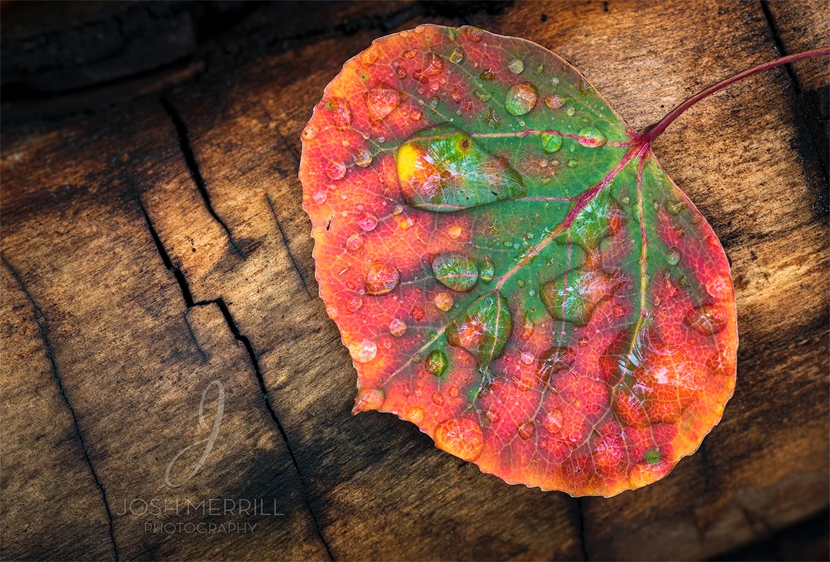 Autumn Warmth
