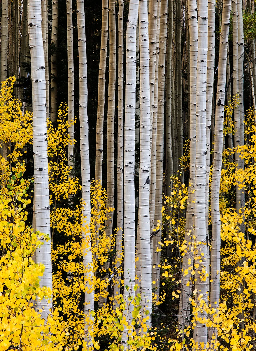 Upside-Down Aspen