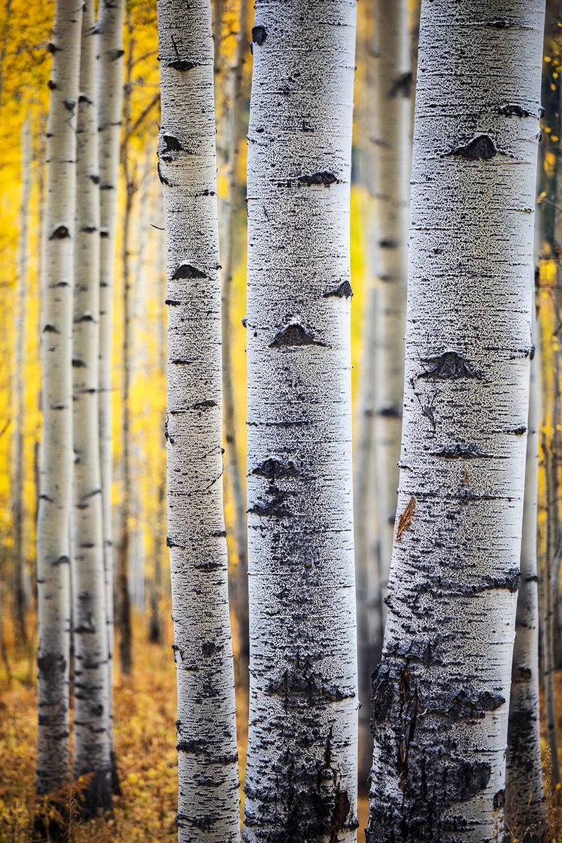 Autumn Glow