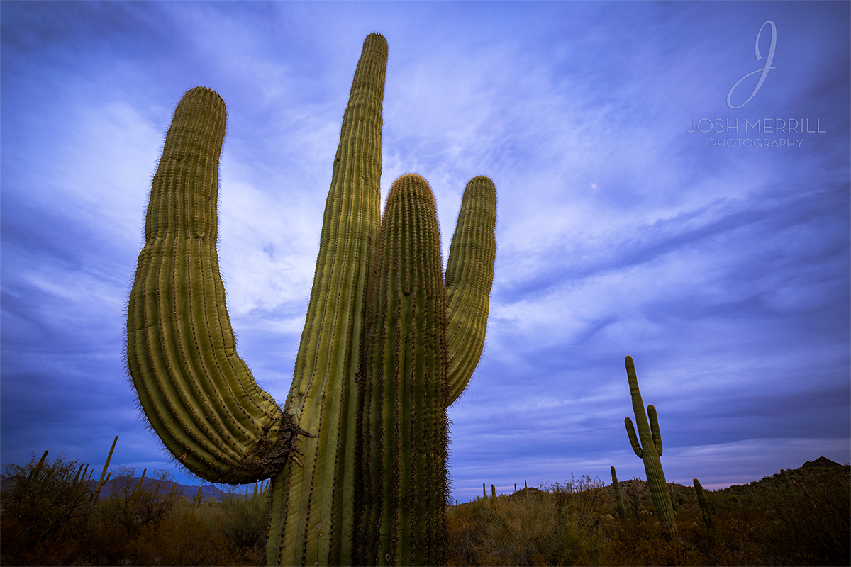 Mighty Saguaro_IG.jpg