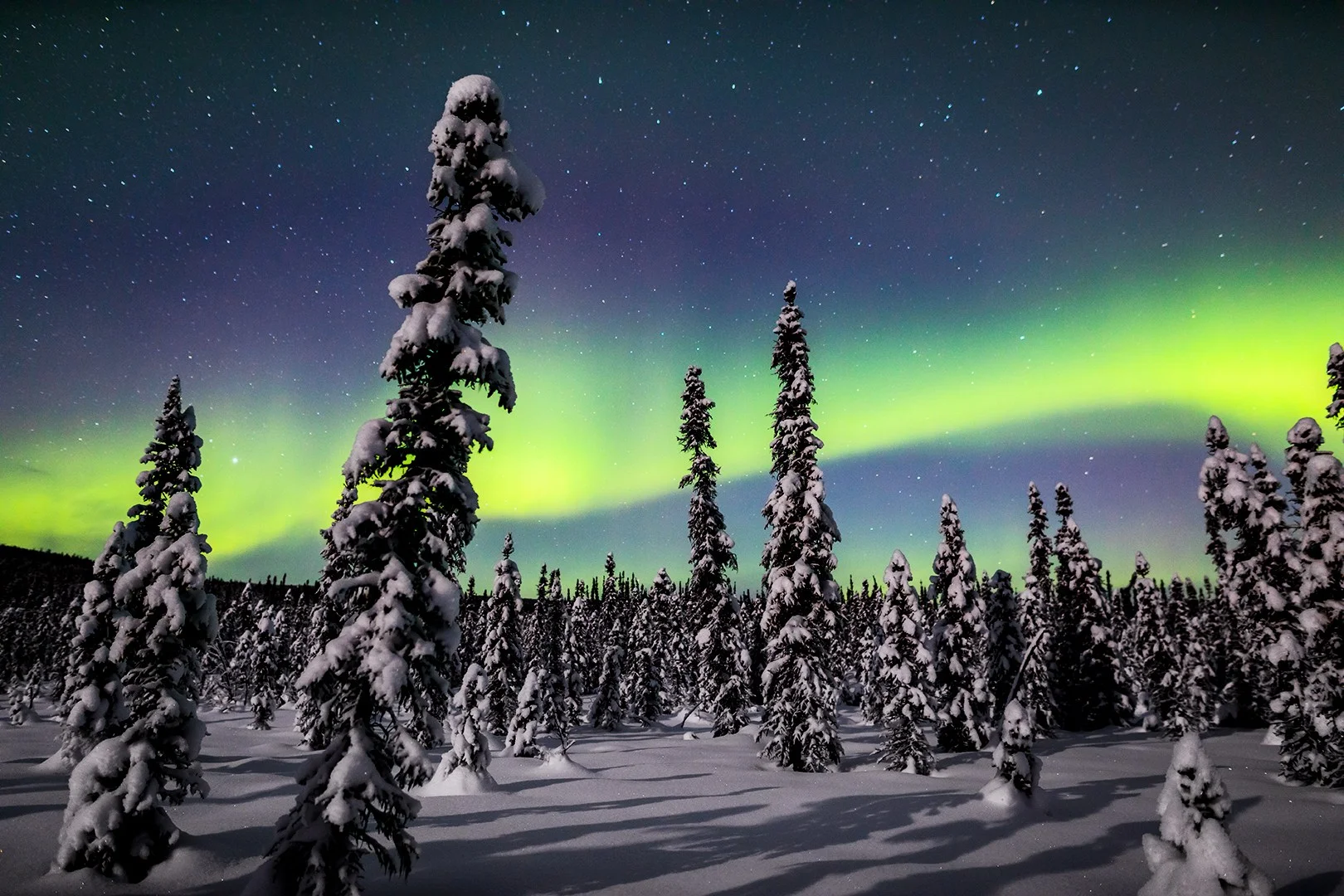 Fairbanks Forest Aurora