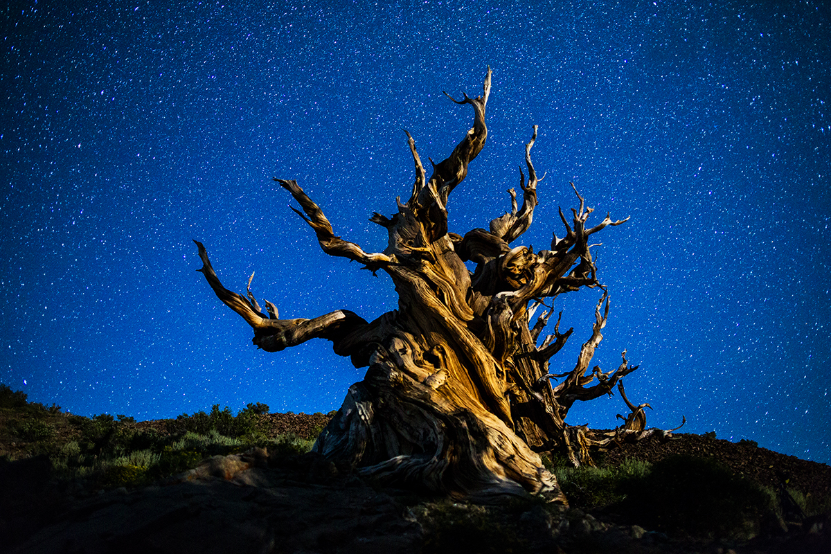 Bristlecone Night