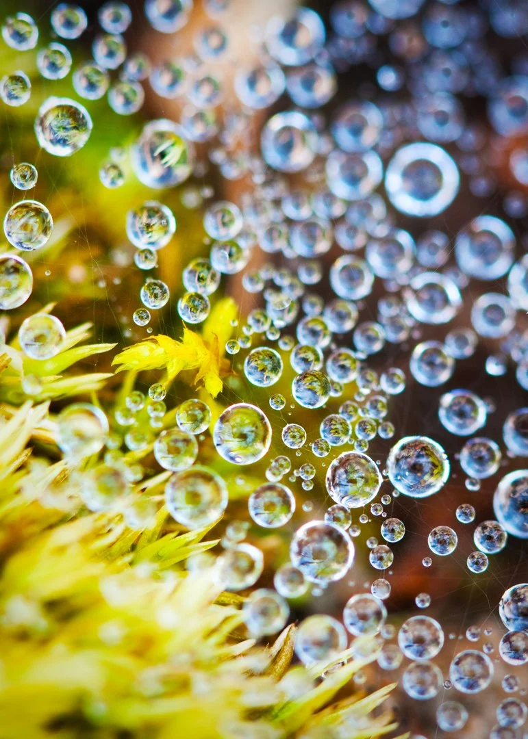 Dew Drop Spider Web
