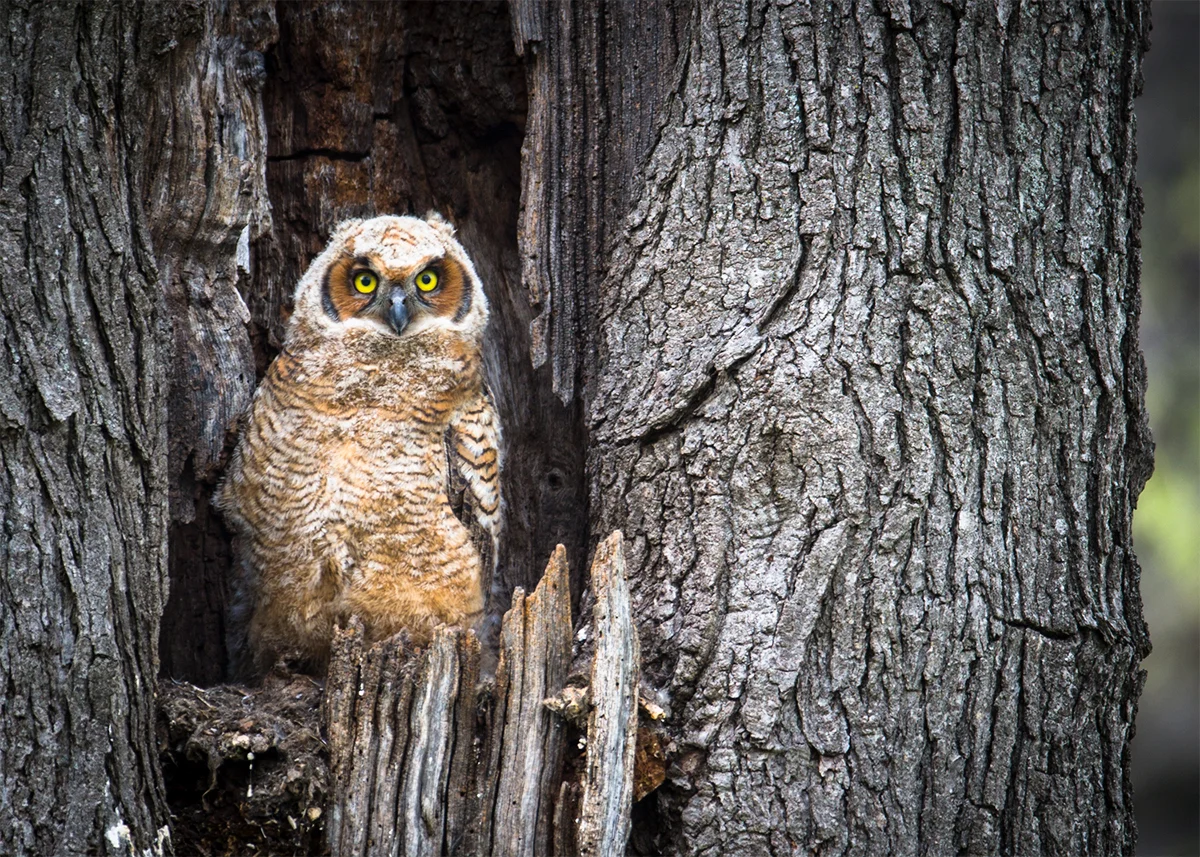 Big Eyed Owlet