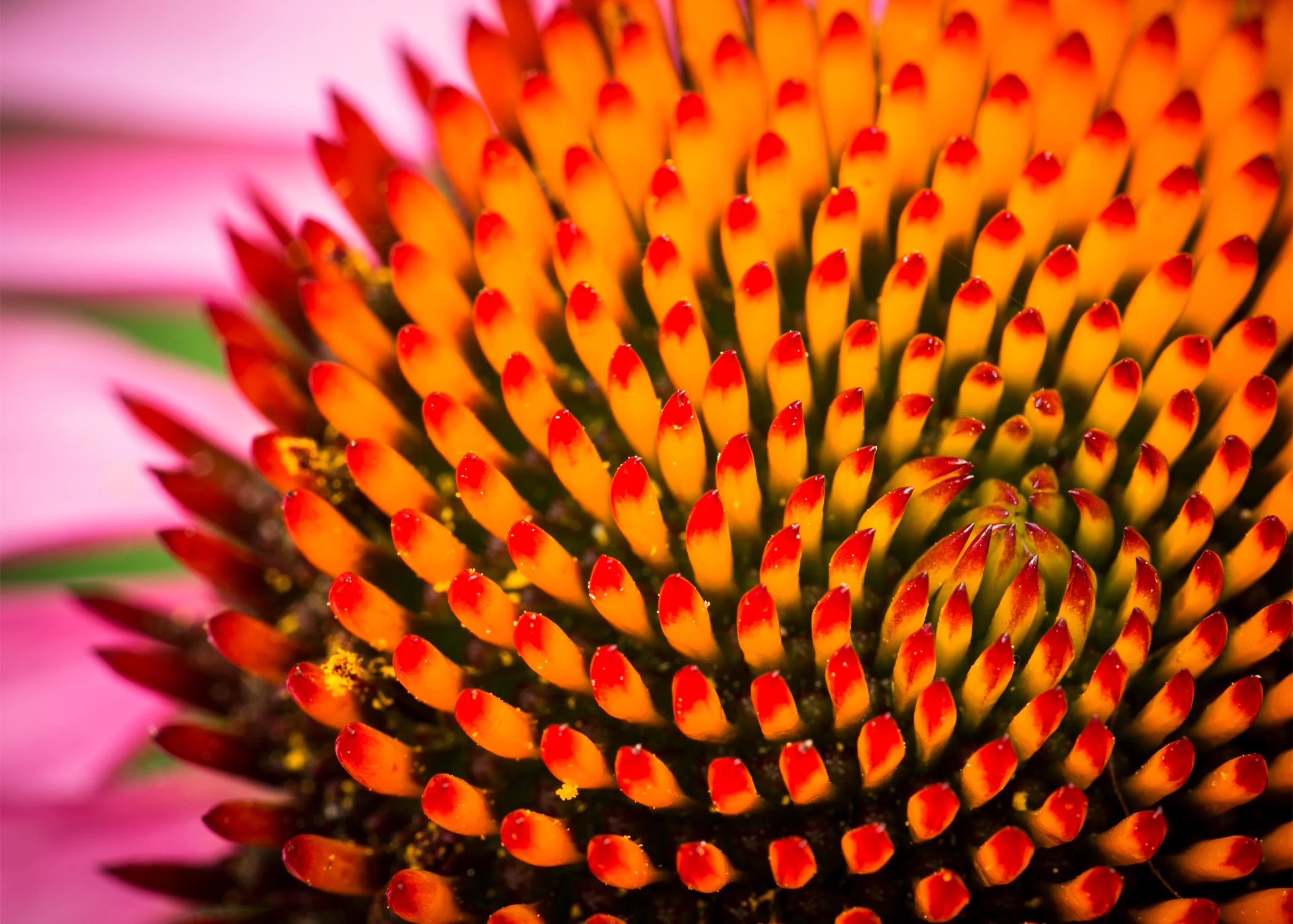 Coneflower Close-Up