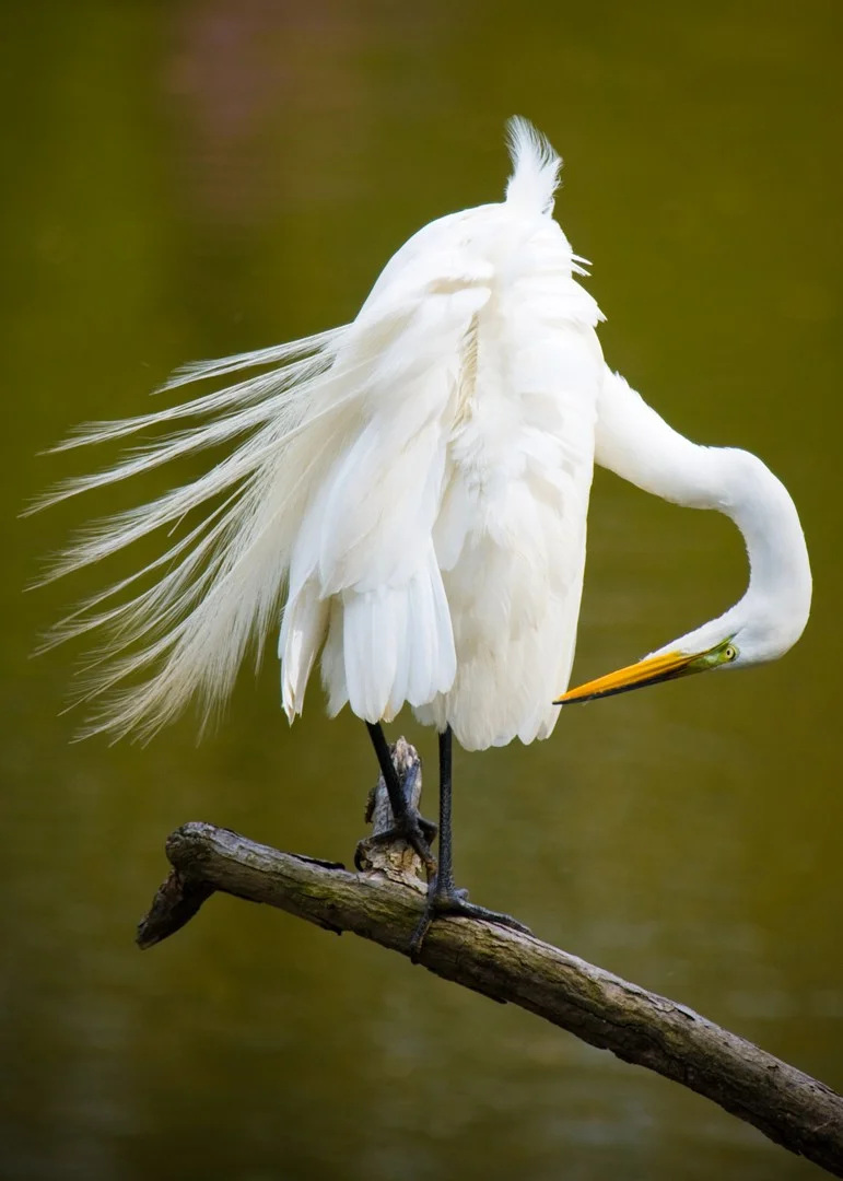 Great Egret